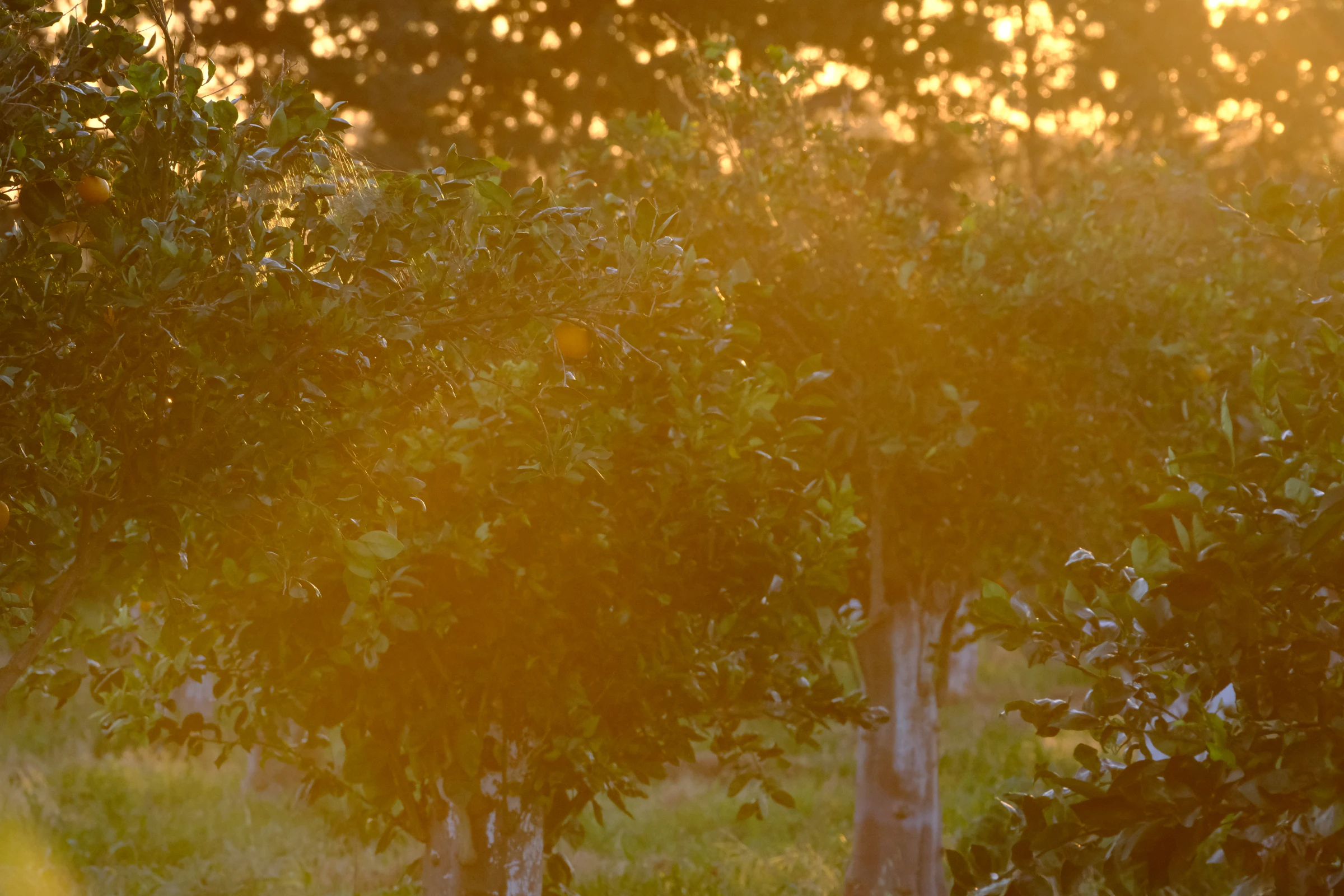 Lumière du soir traversant les orangers du domaine