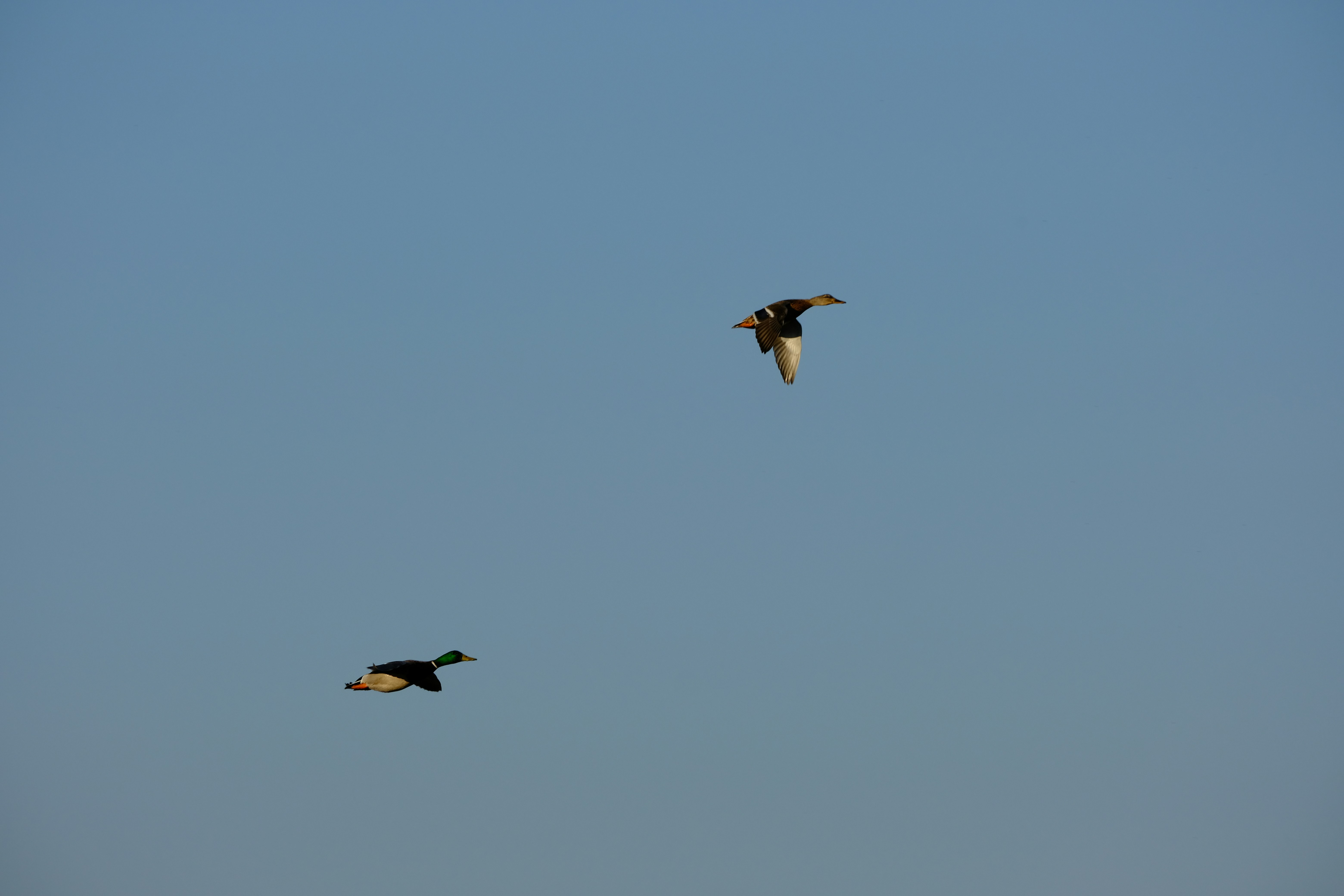 Dodge Journey 상세