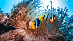 Two clownfish swim among sea anemone tentacles