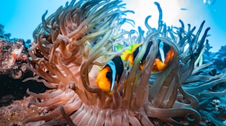 Two clownfish swim among sea anemone tentacles