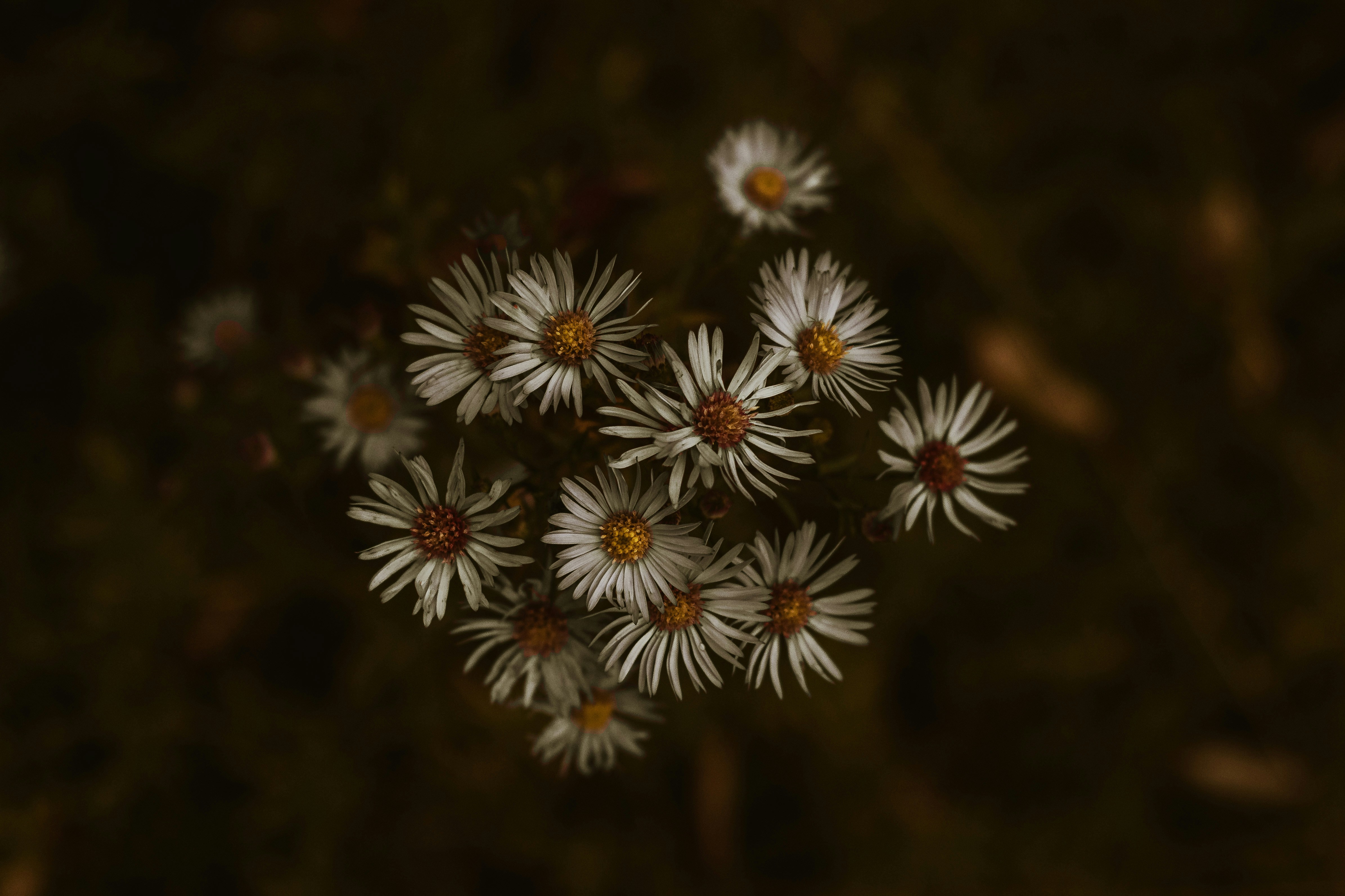 Photo by arlindphotography