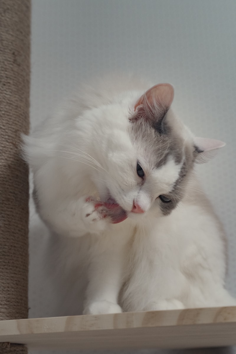 Fluffy cat grooming its paw