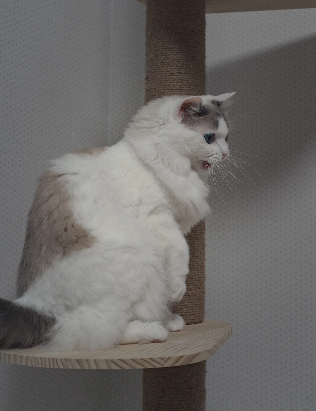 室内のキャットタワーで待機する猫