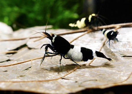 Black and white shrimp on a textured surface