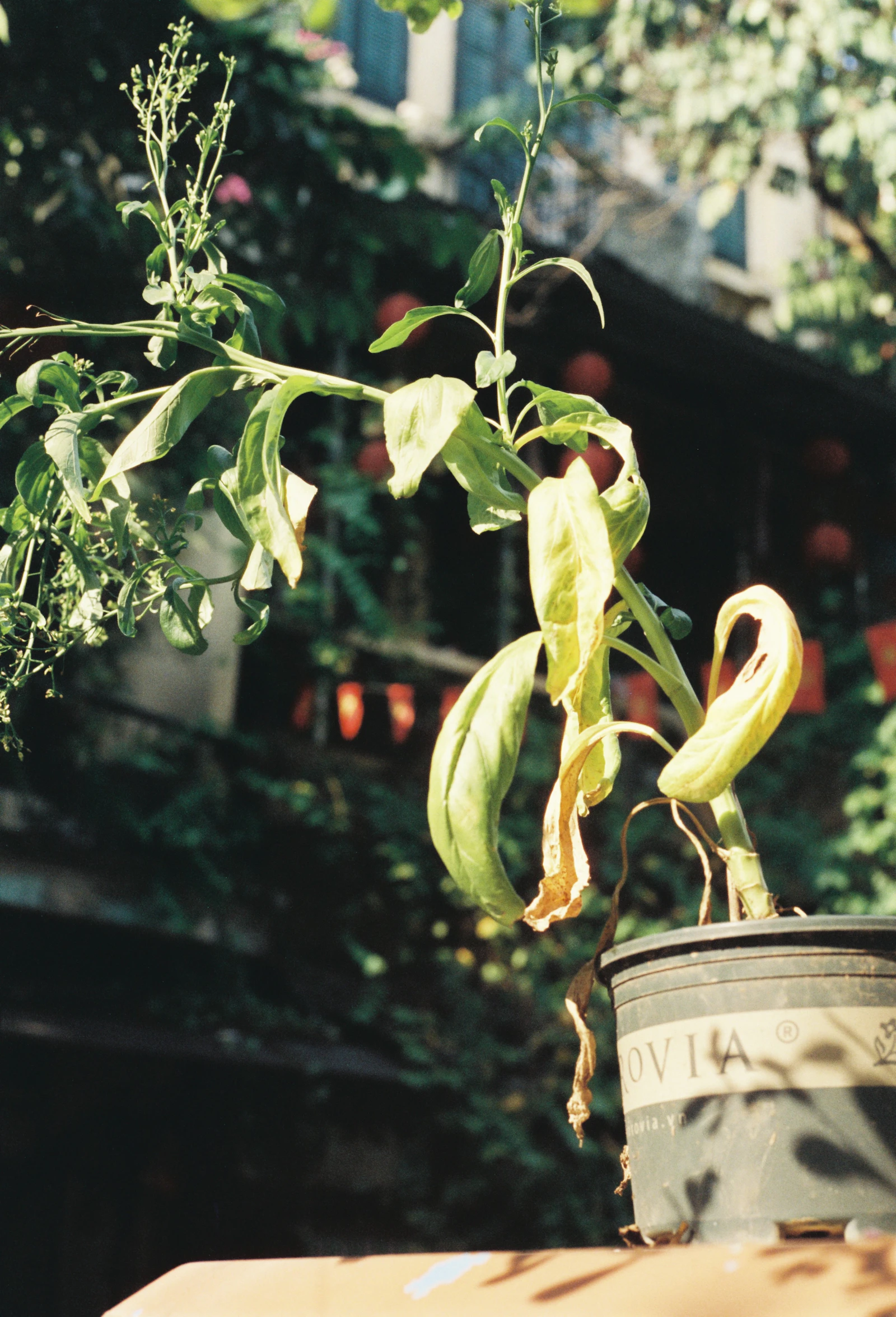 Potted plant with wilting, limp leaves drooping over the rim of the pot