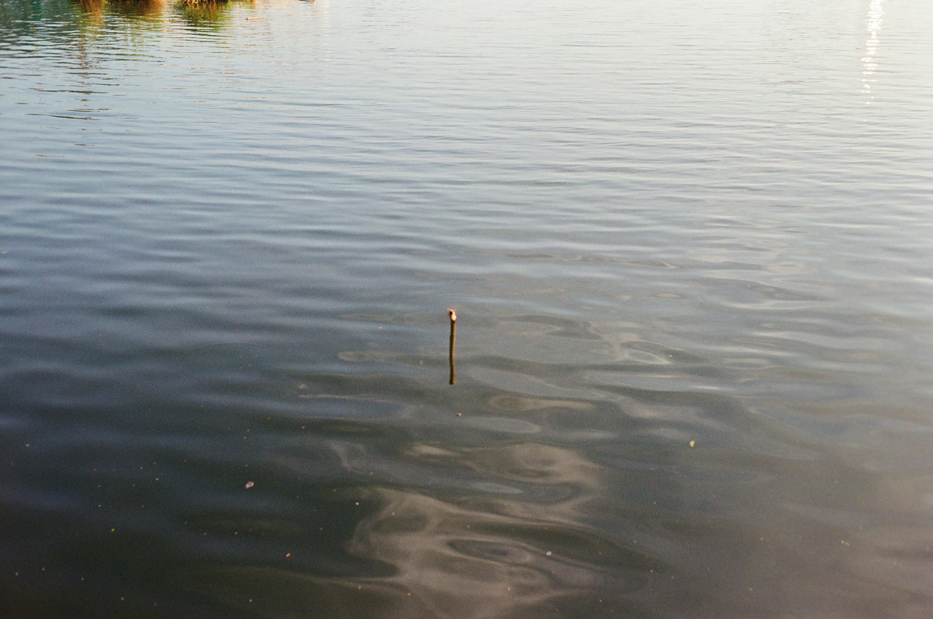Single reed standing in still water