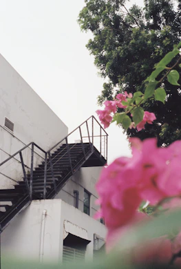 Outdoor metal stairs next to white building with pink flowers