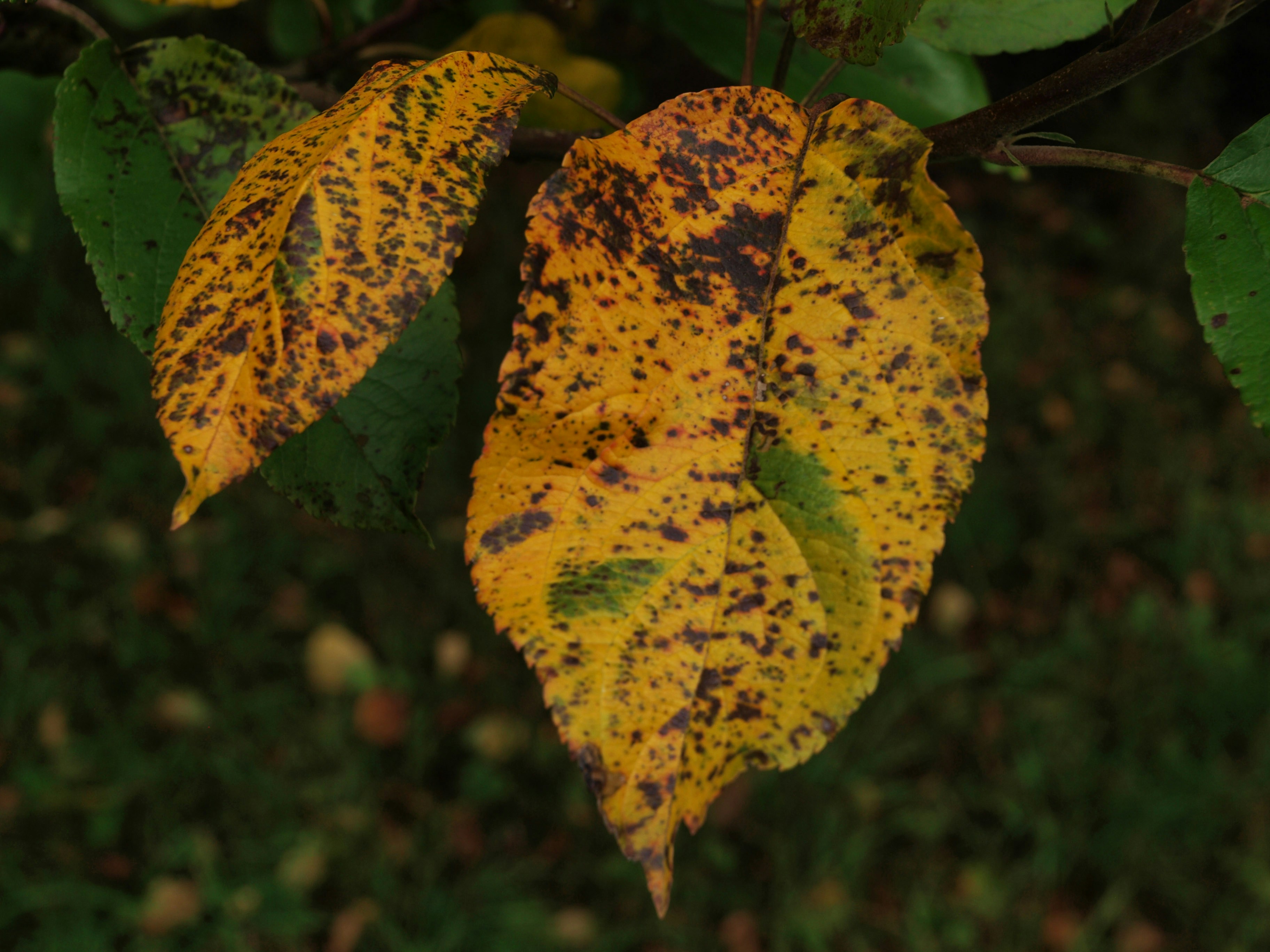 A rose leaf with black spot disease.