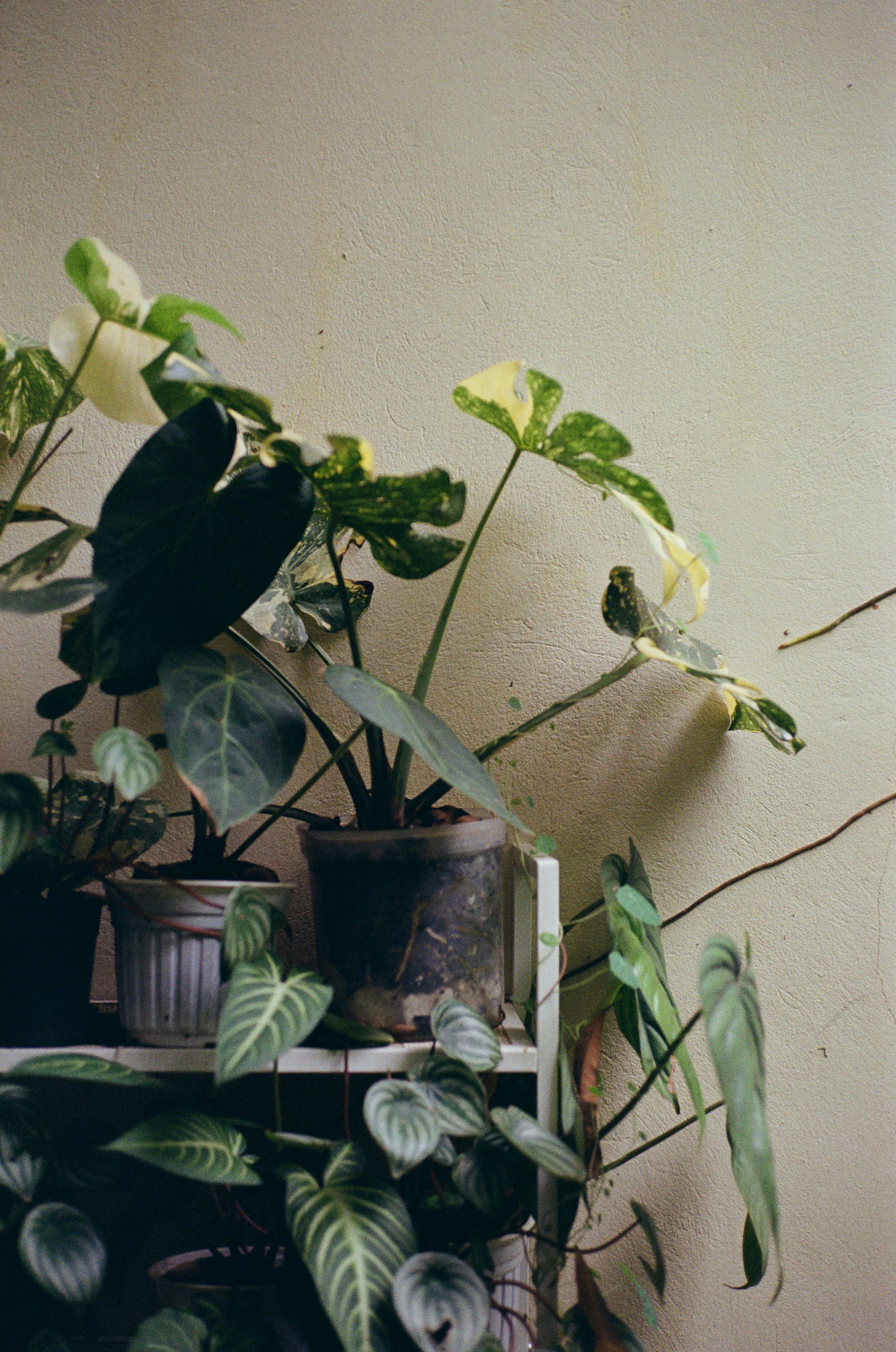 Photo by donguyenkhanhs