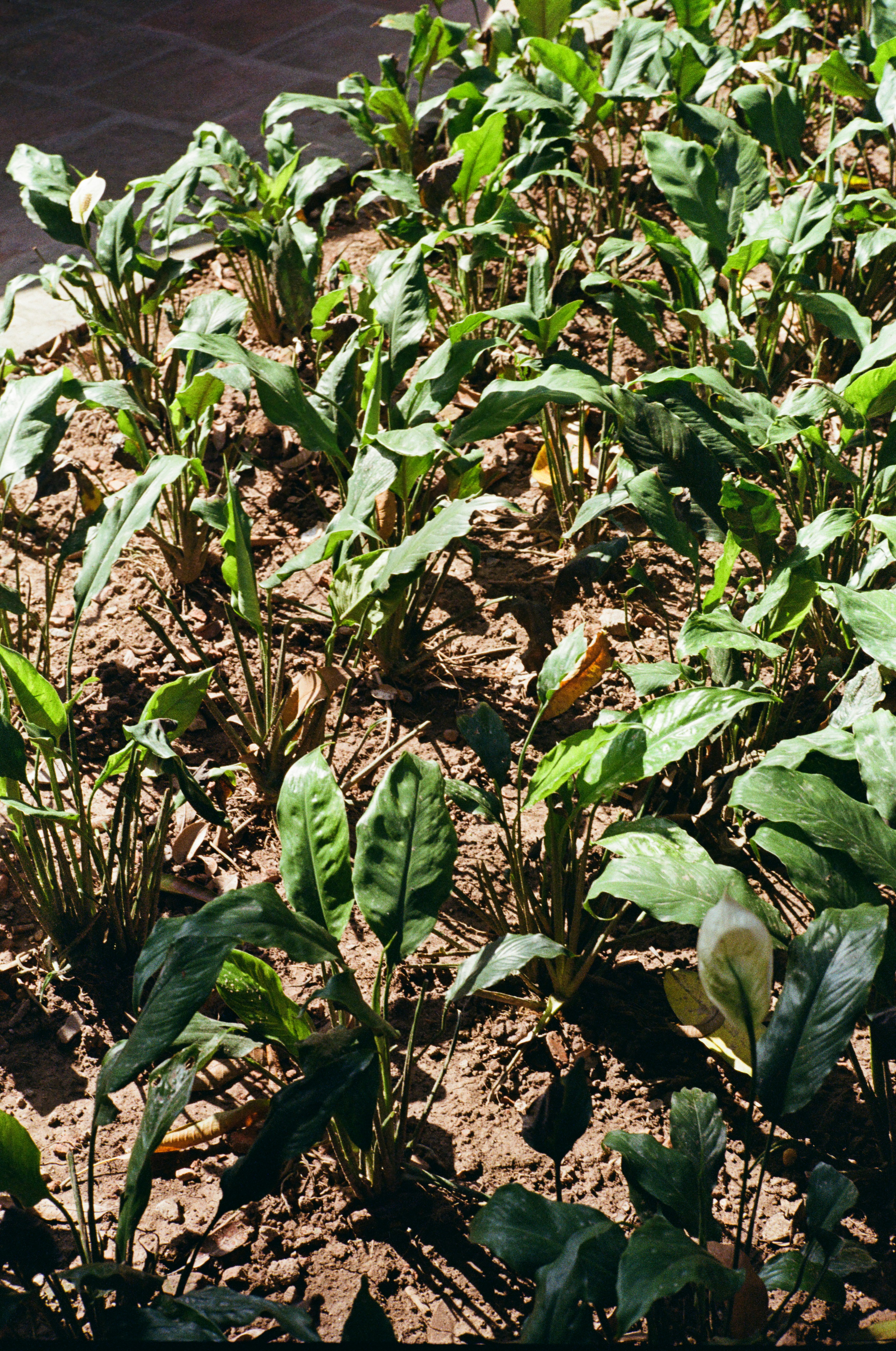 Photo by donguyenkhanhs