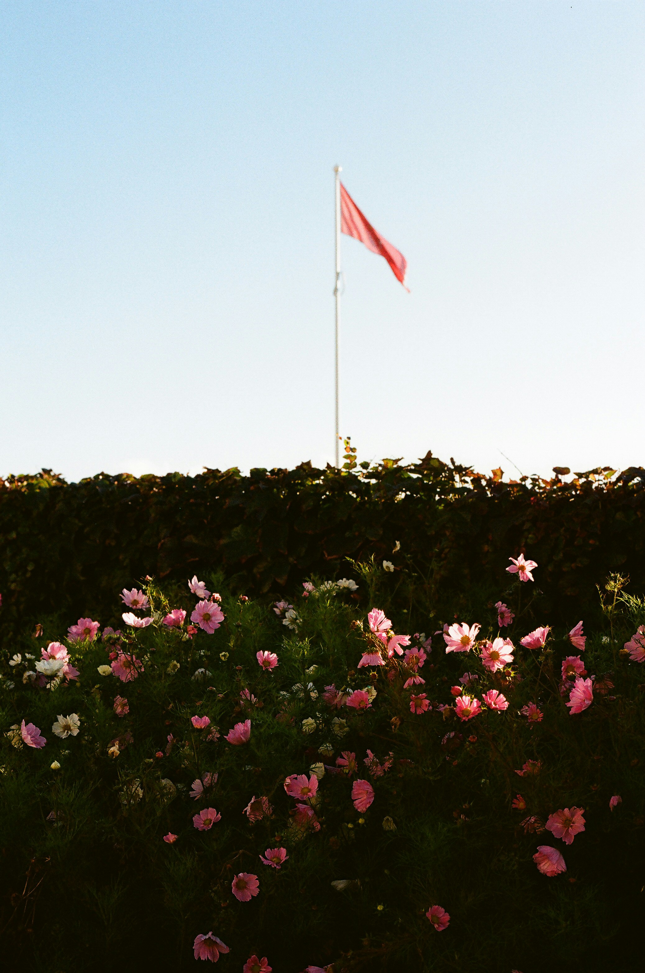 Red flag flies over blooming pink flowers and green hedge.