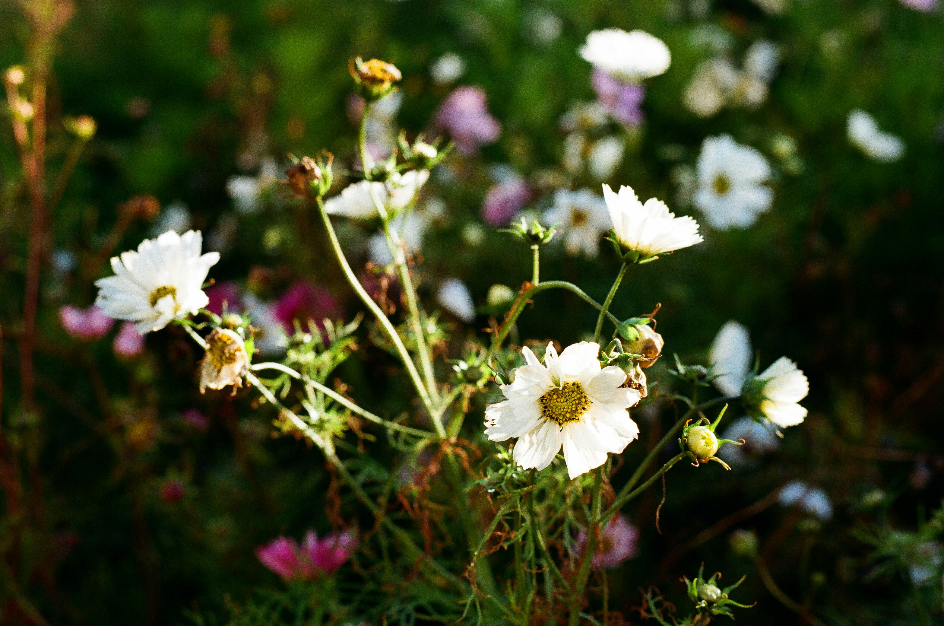 Photo by tanyabarrow