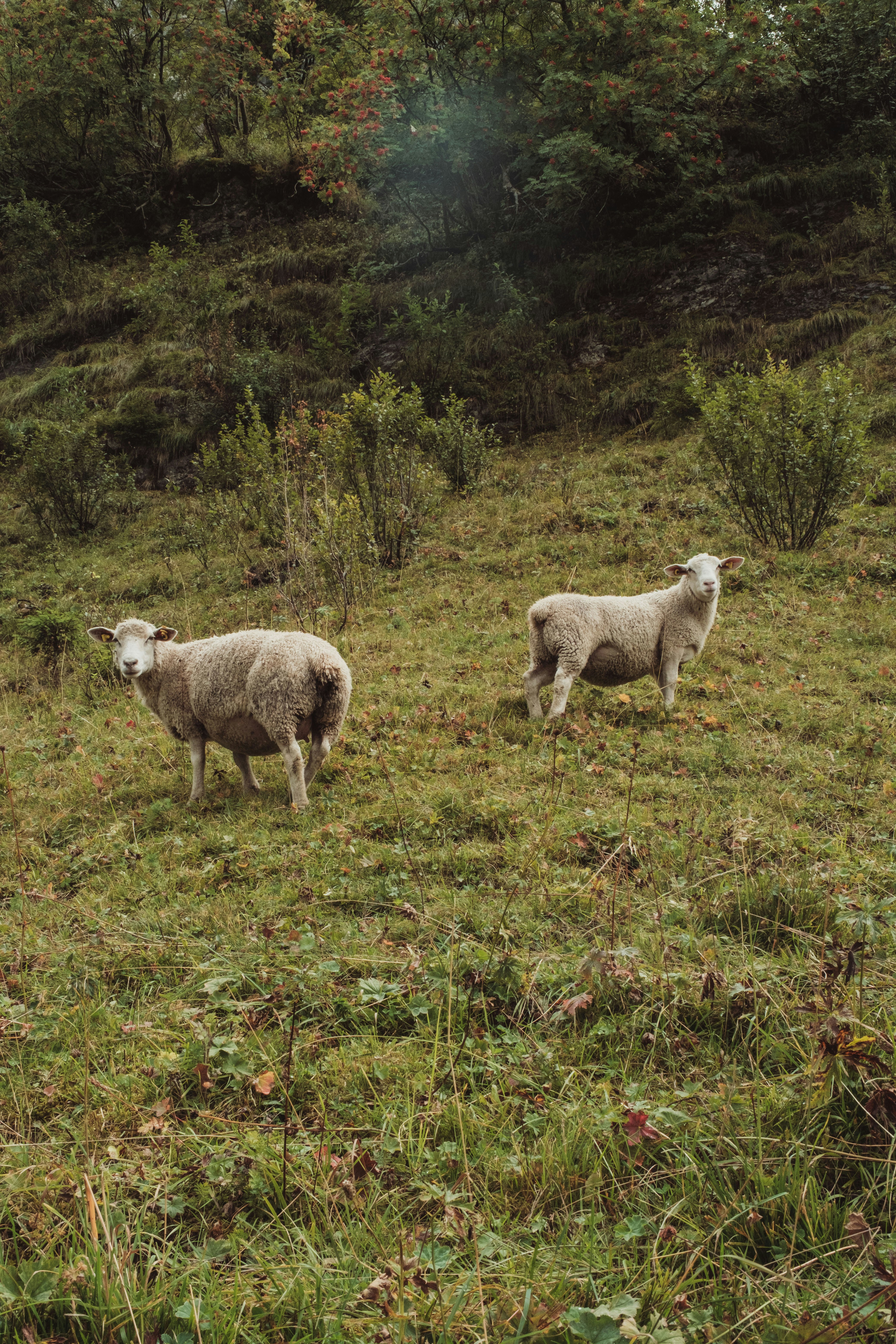 Photo by ivosouzamartins