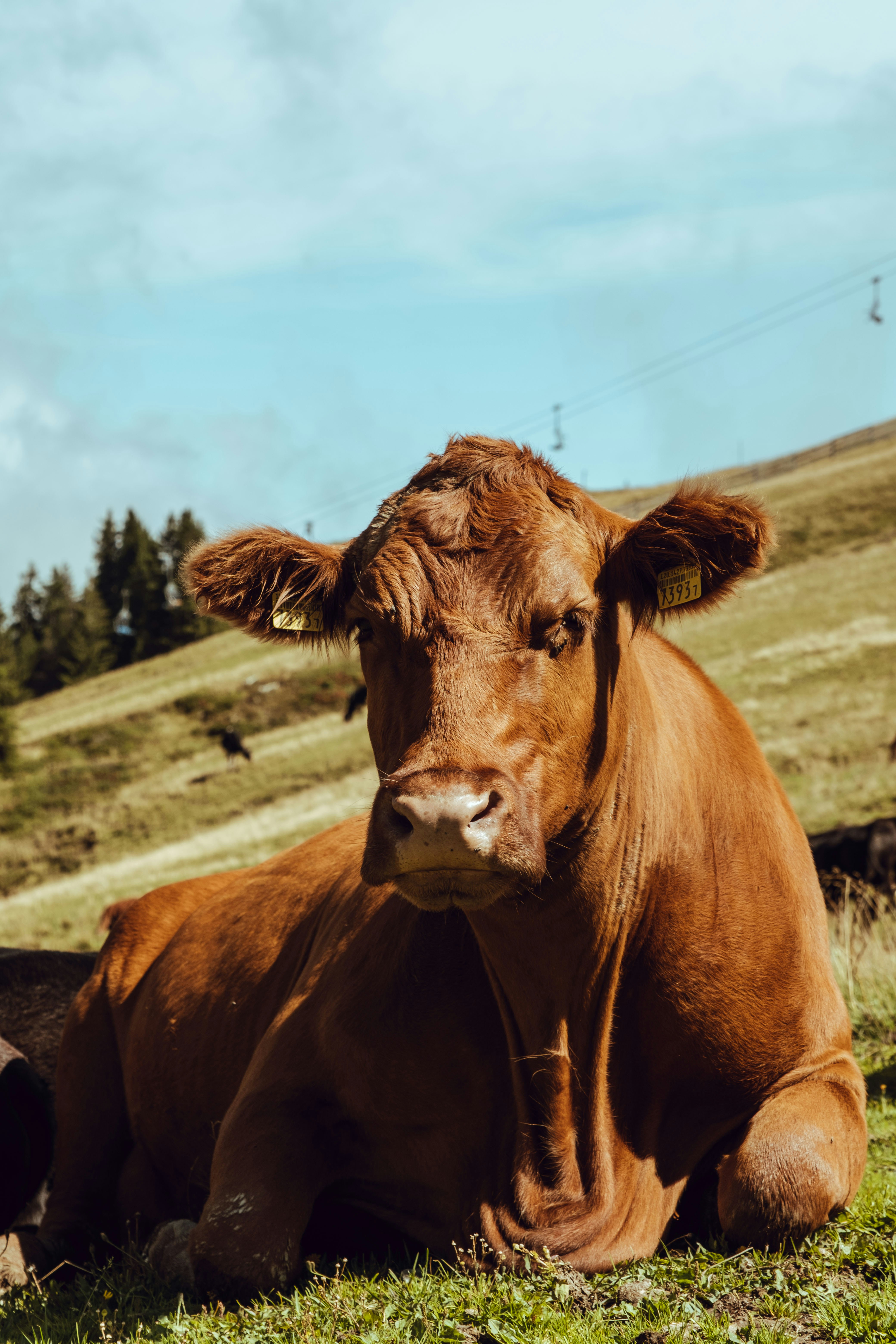 Photo by ivosouzamartins