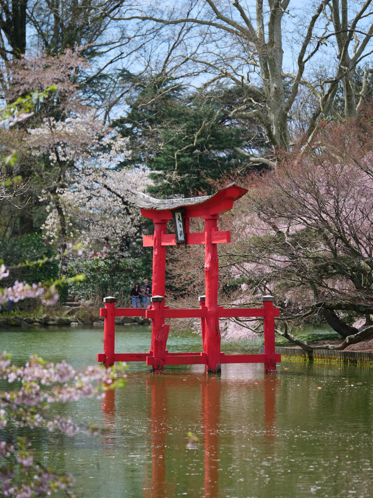 Cherry blossom branches framing a red torii gate in spring Japan