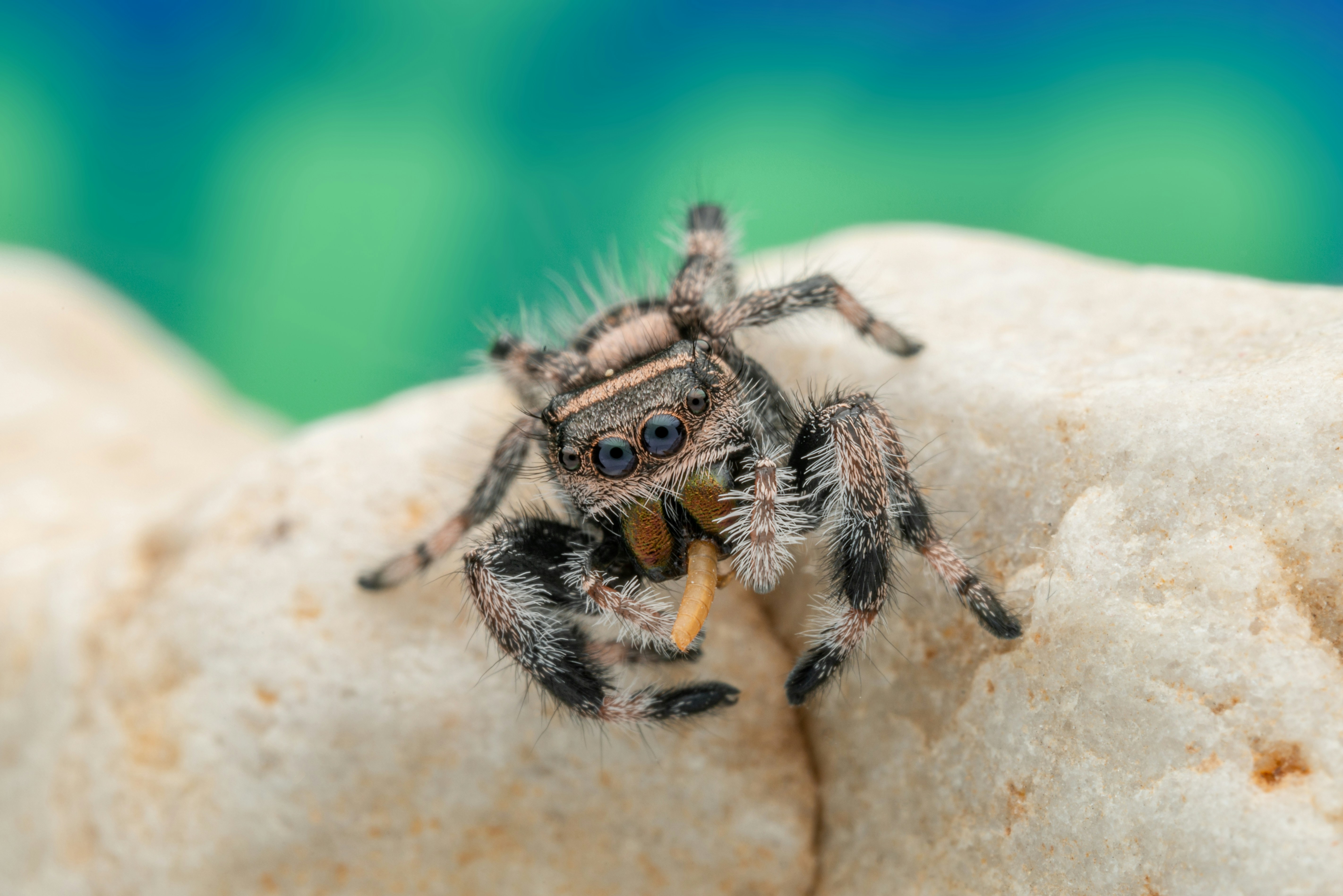 Photo by peek_a_boo_who