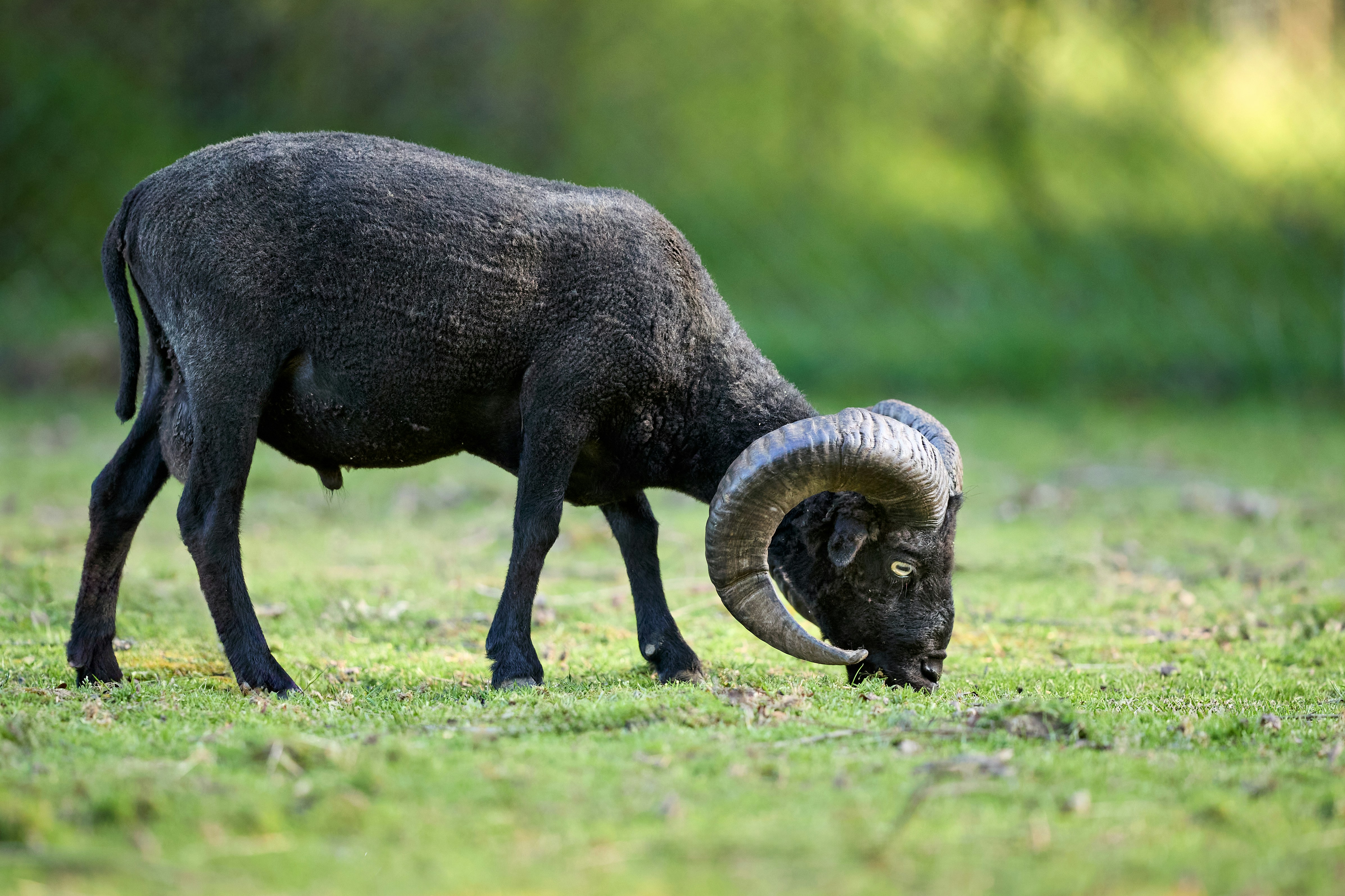 Photo by erwinbosman