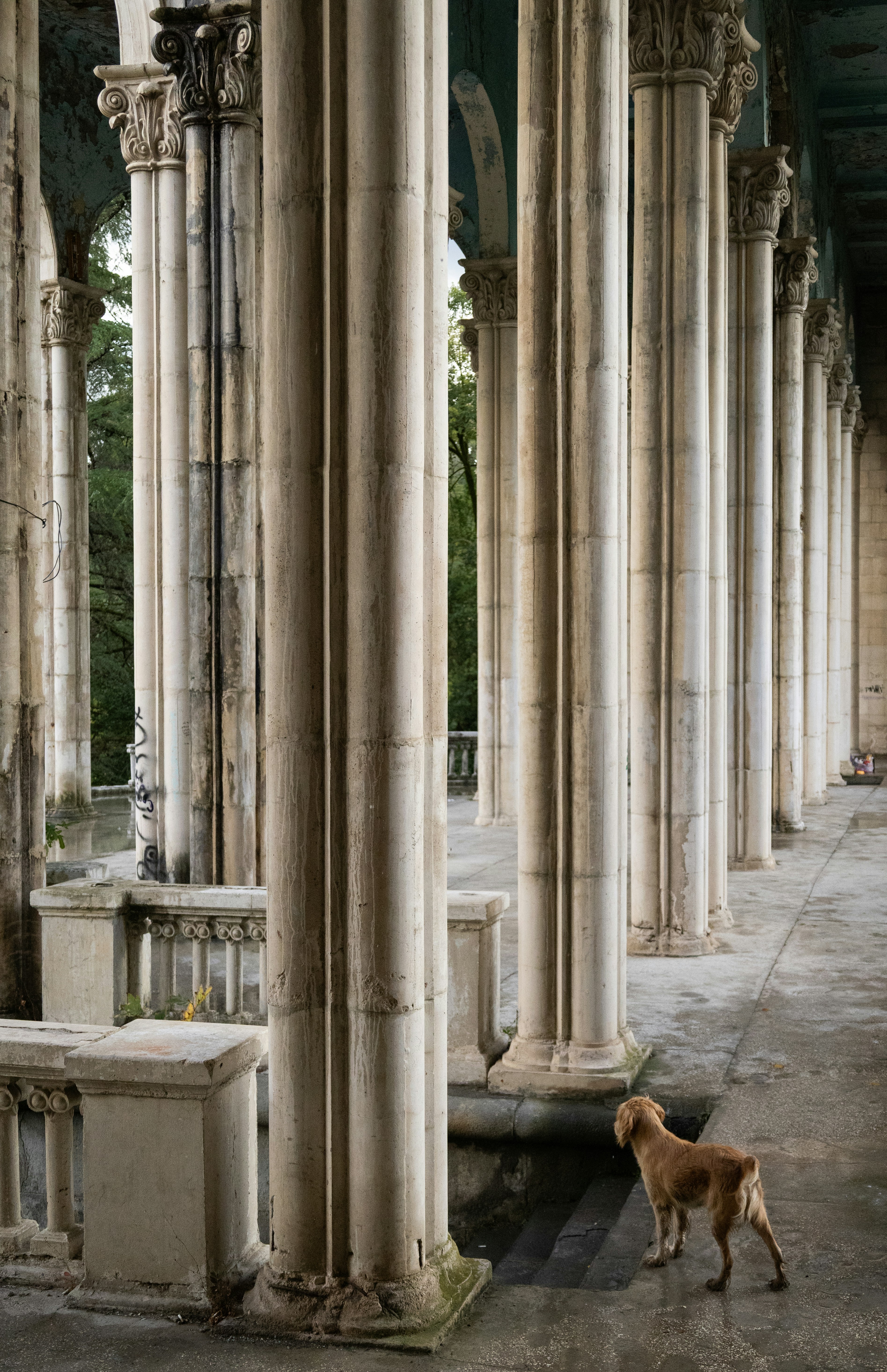 A dog stands by ancient stone columns outdoors.