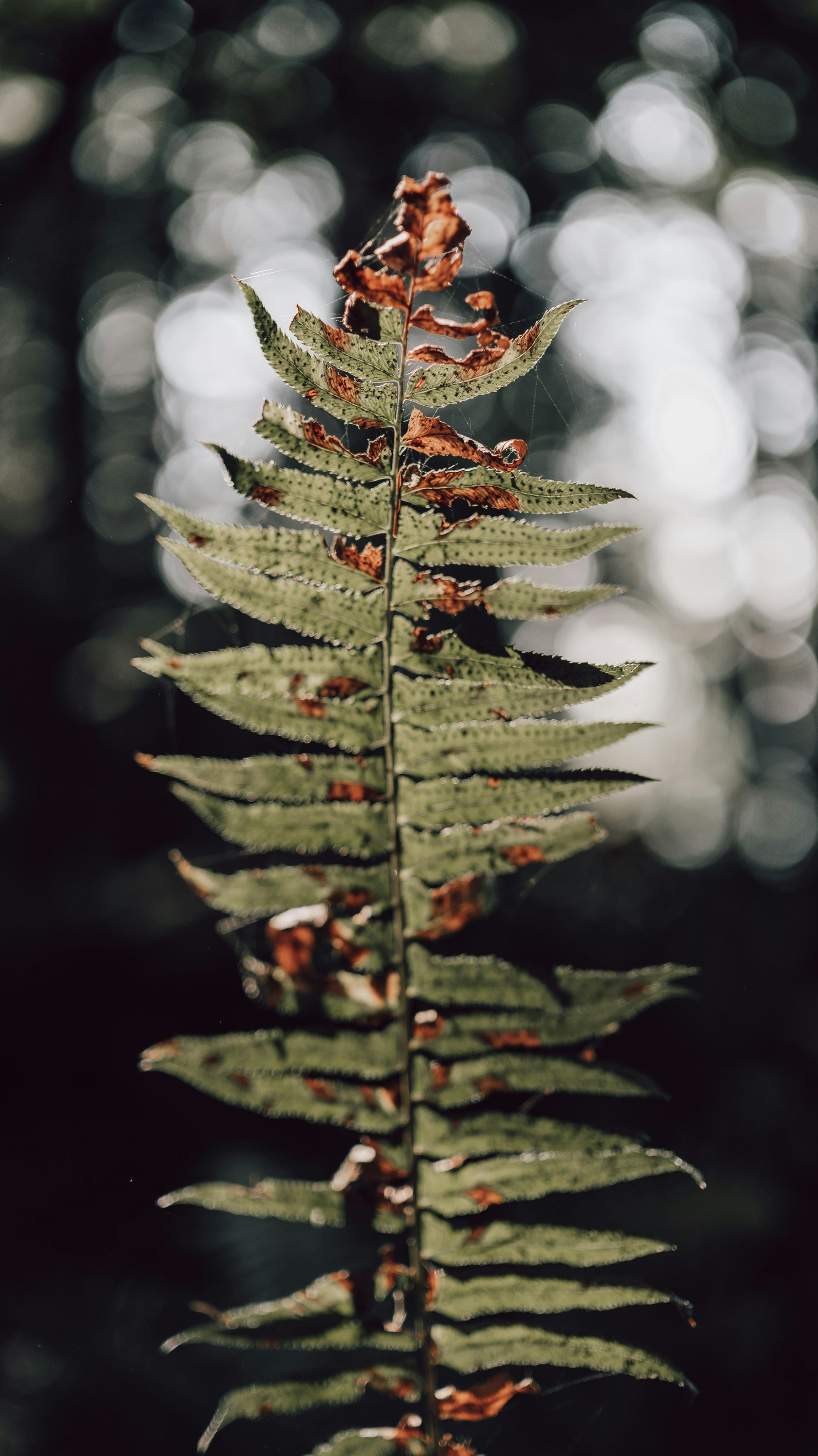 Photo by pixelatelier