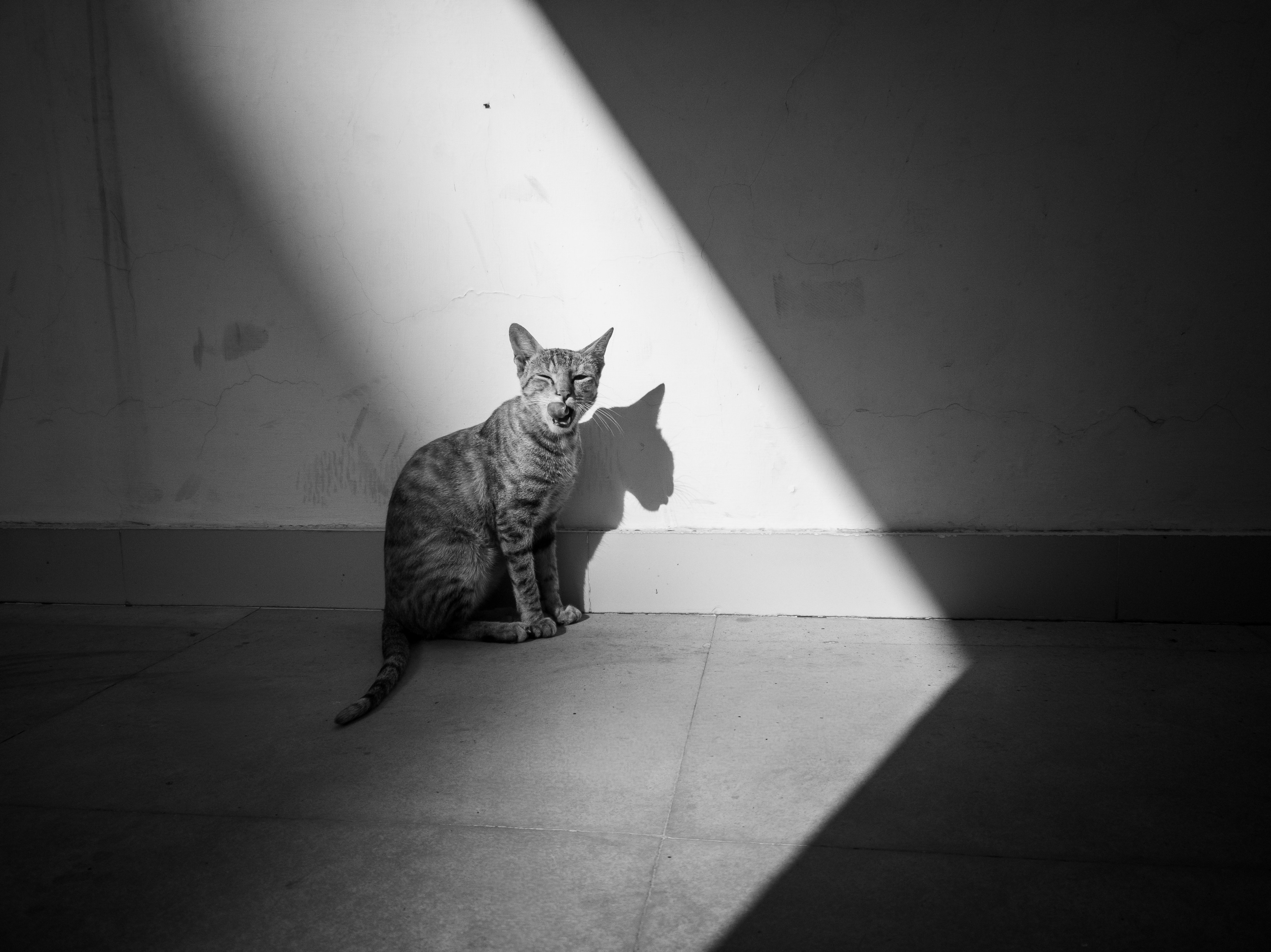 Chats et théâtre d'improvisation : un moyen ludique d'améliorer la communication chez les adultes timides.