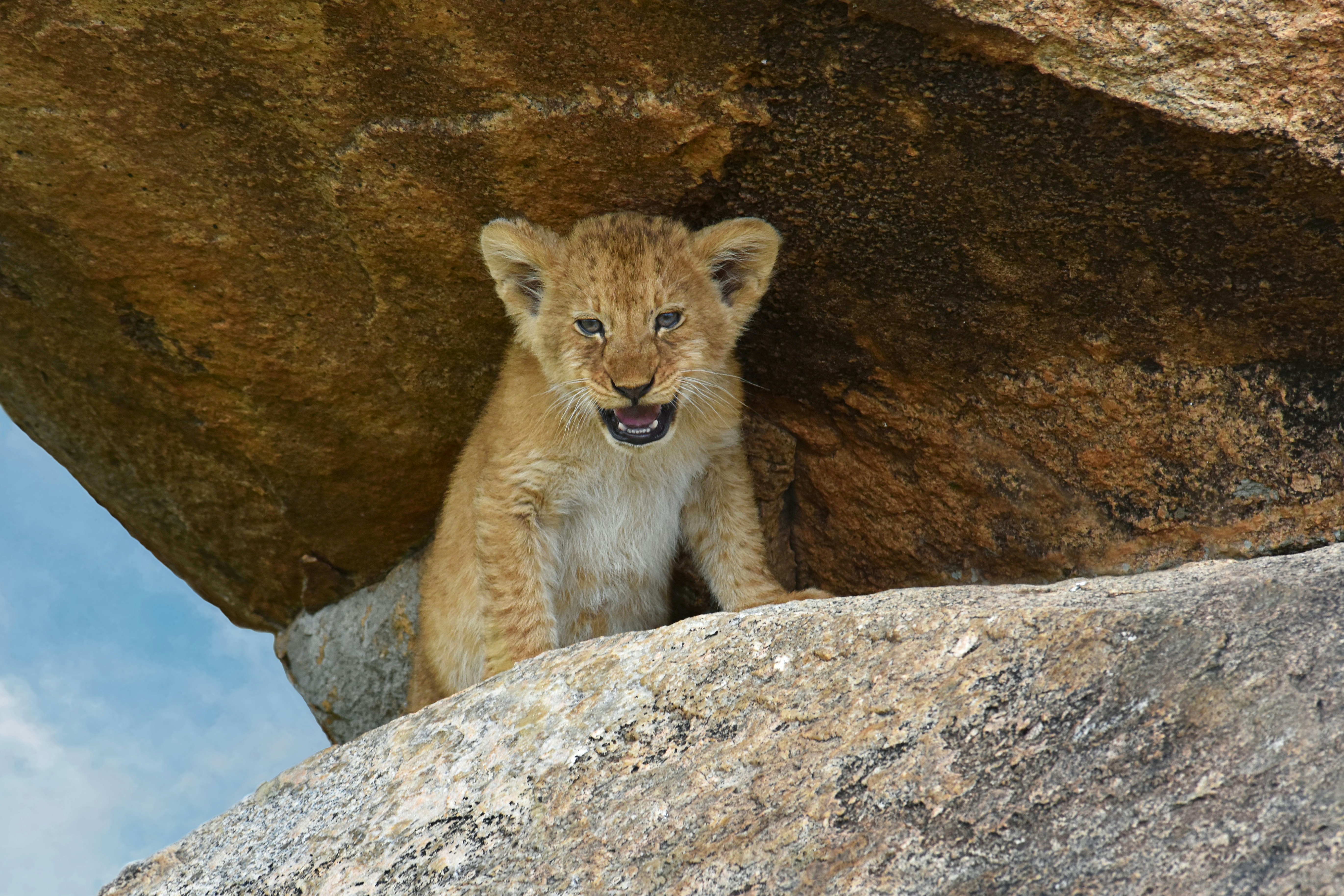 A small lion cub sits on a rock.