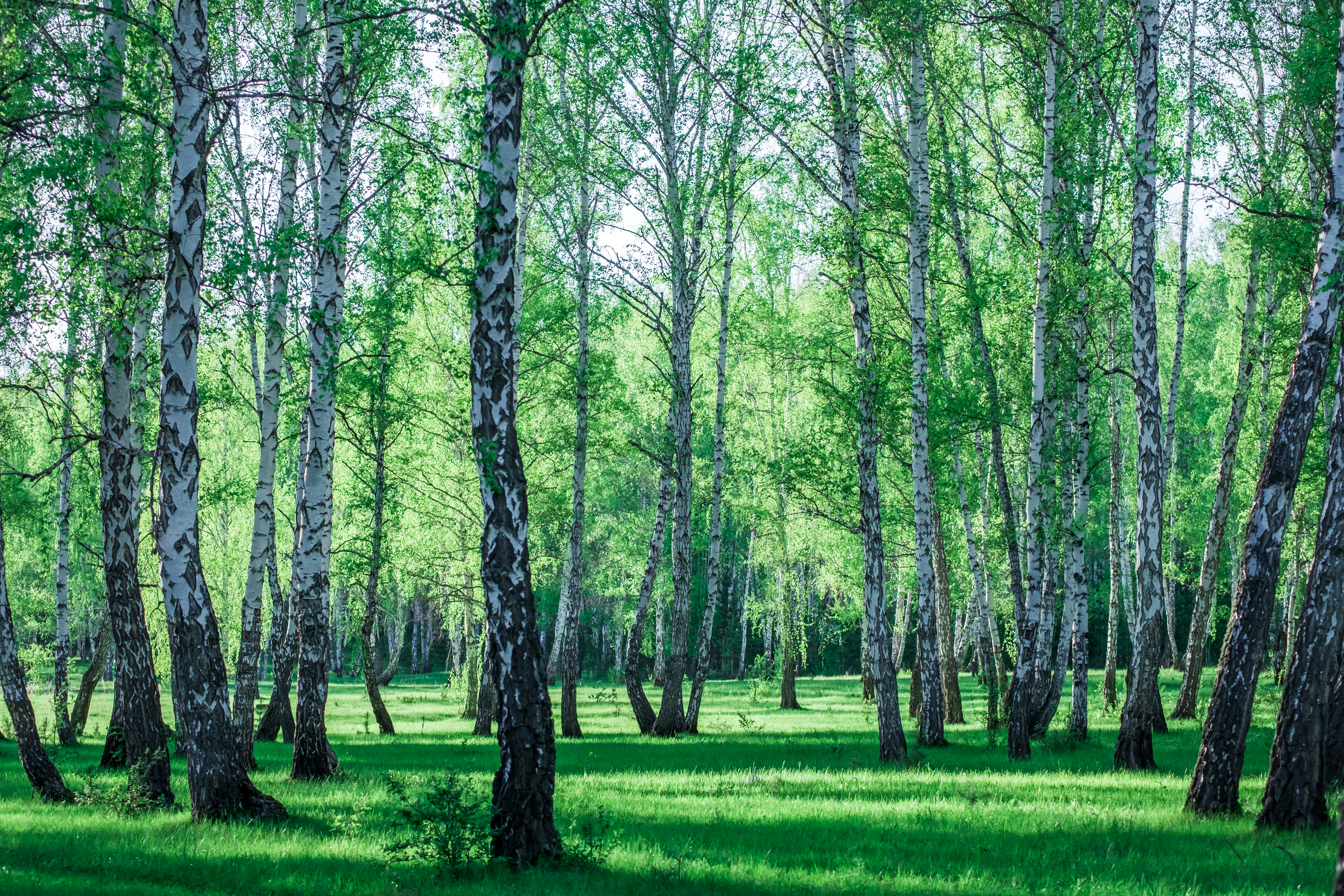 Tall birch trees with green leaves in a forest