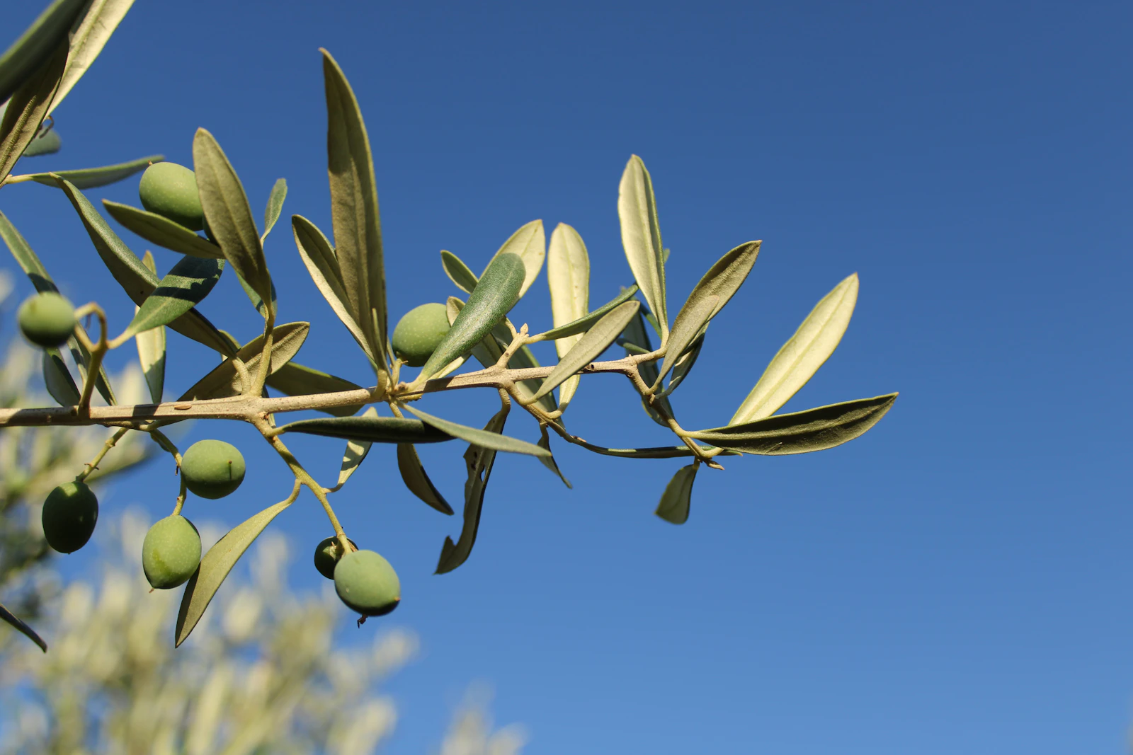 Green olives growing on an olive branch against a blue sky