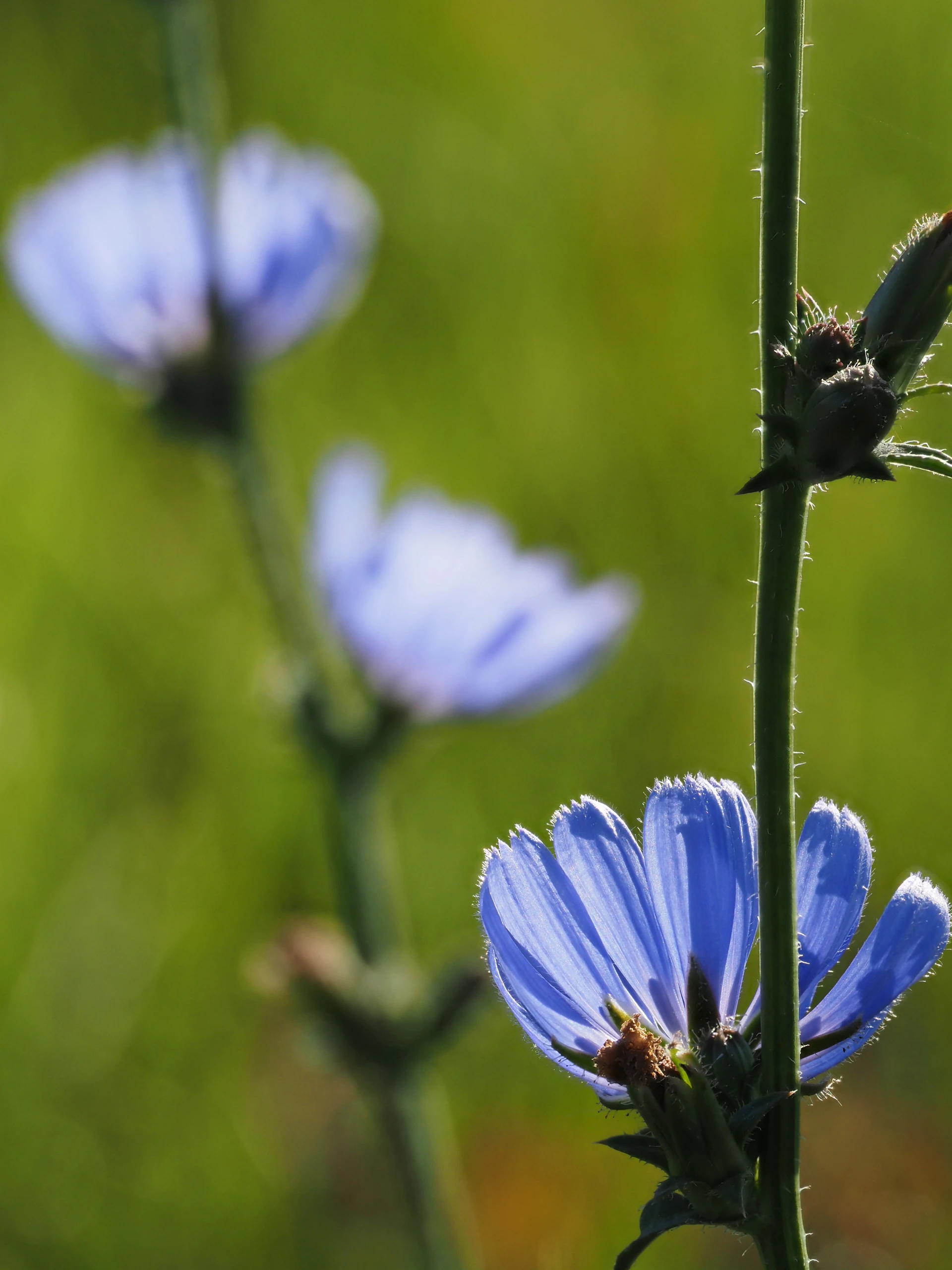 Three delicate blue wildflowers bloom in a field.