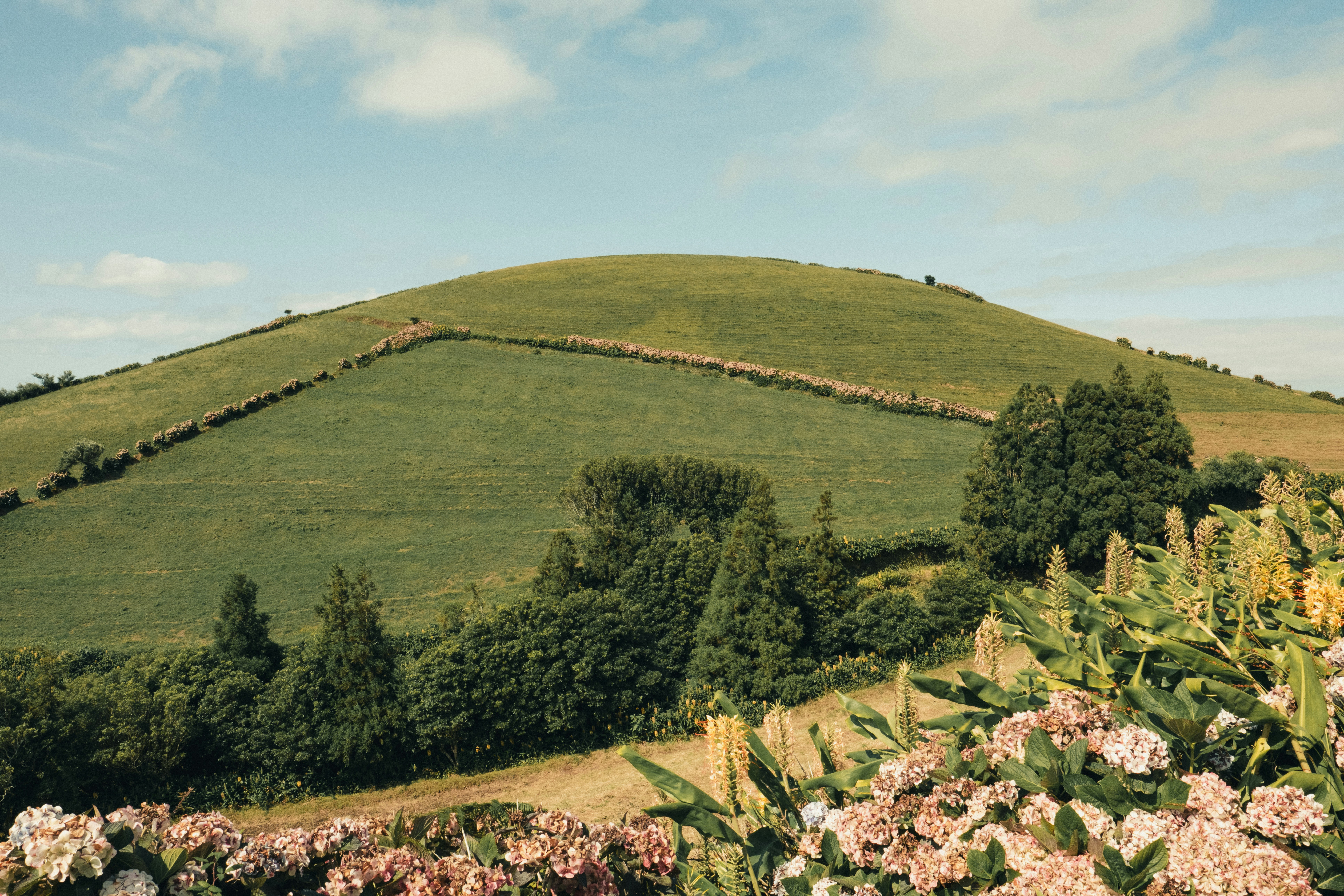 Sanfte grüne Hügel mit blühenden Büschen und blauem Himmel
