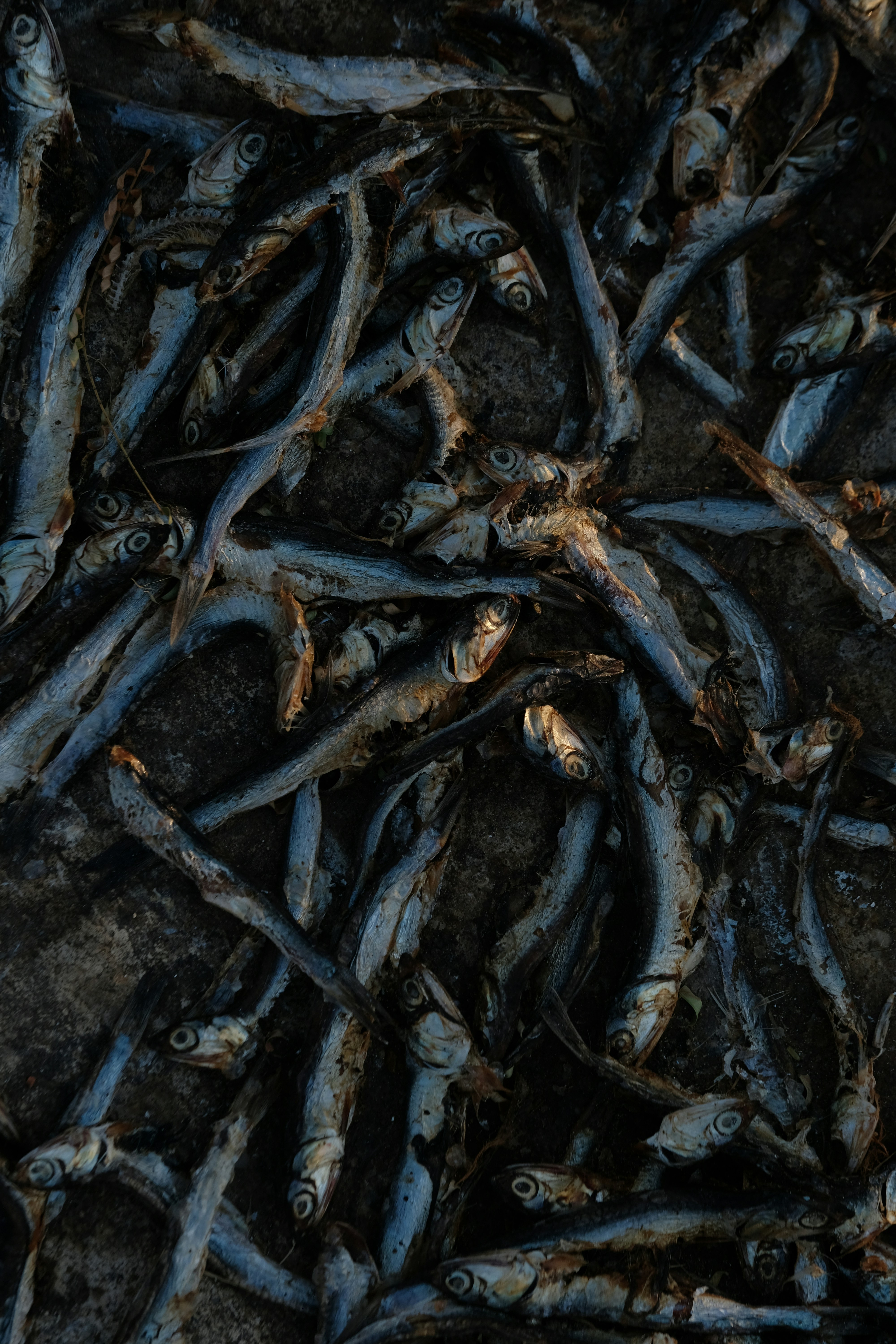 rustic food storage, wallpaper, Storing Perishables Without Electricity: A Guide 4