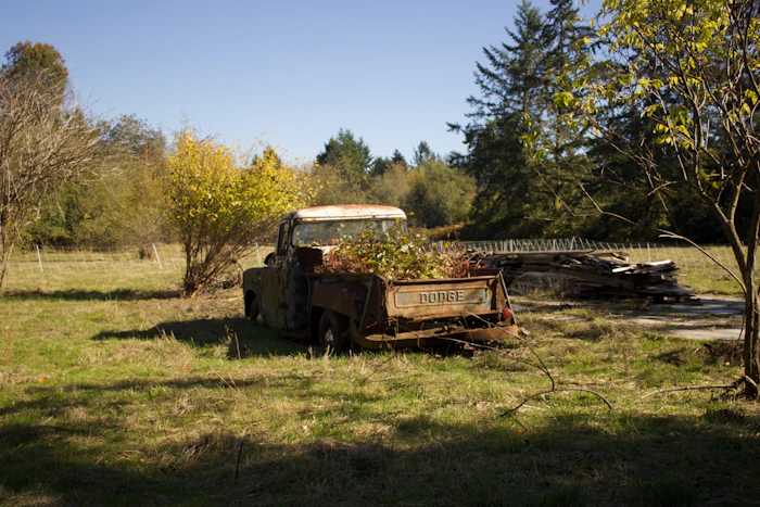 An old truck loaded with branches in a field