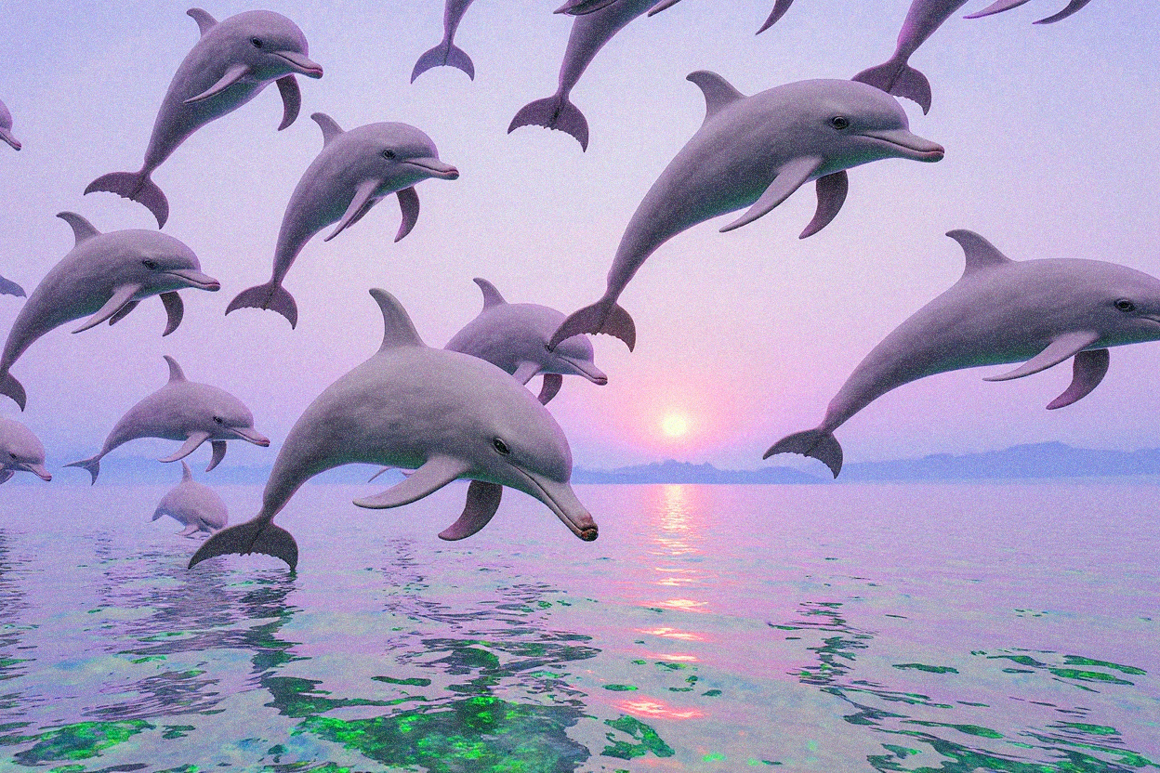 Dauphins nageant dans l’océan au coucher du soleil