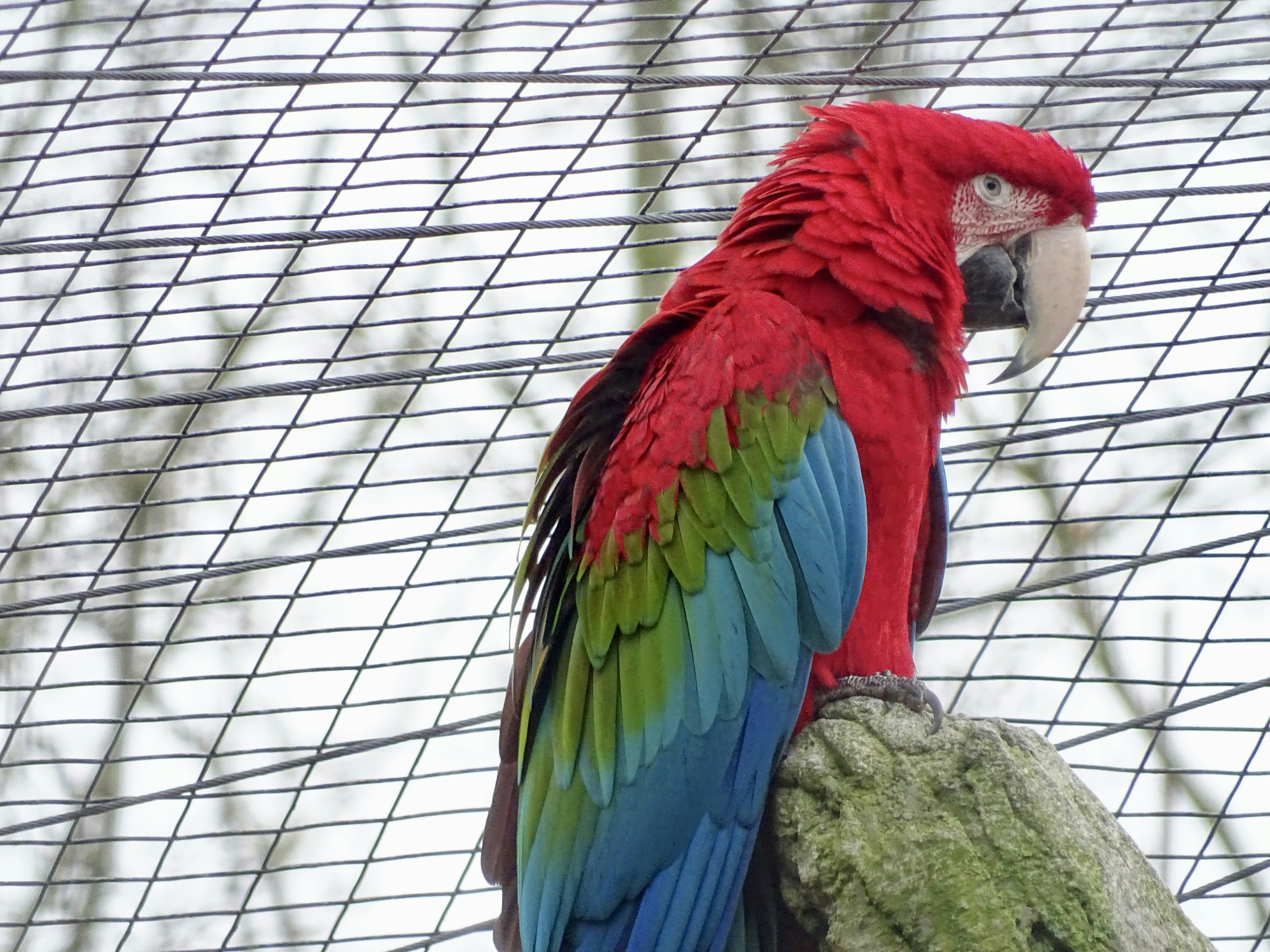 A vibrant red macaw parrot perched on a rock.