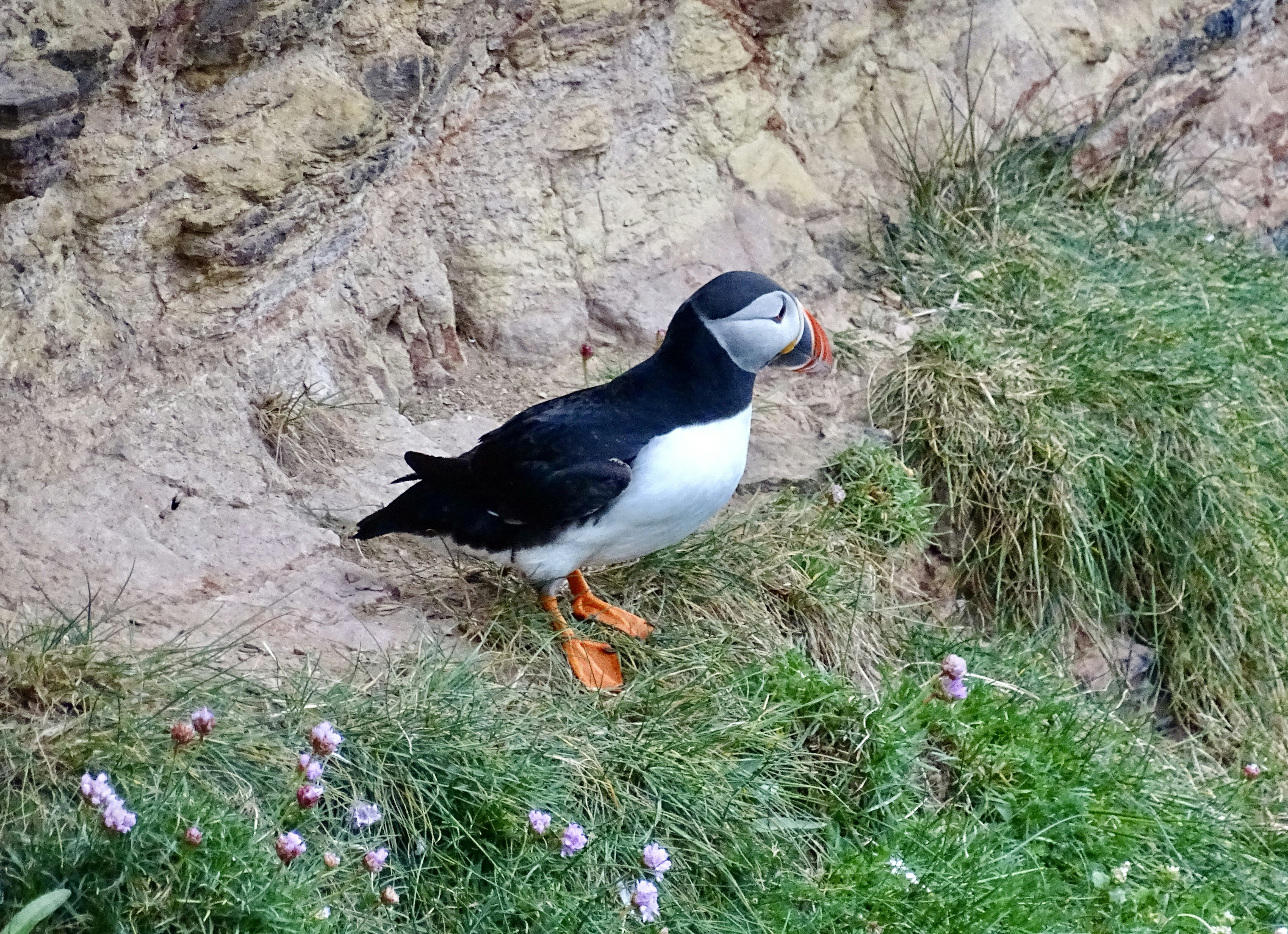 A puffin stands on a grassy cliffside.