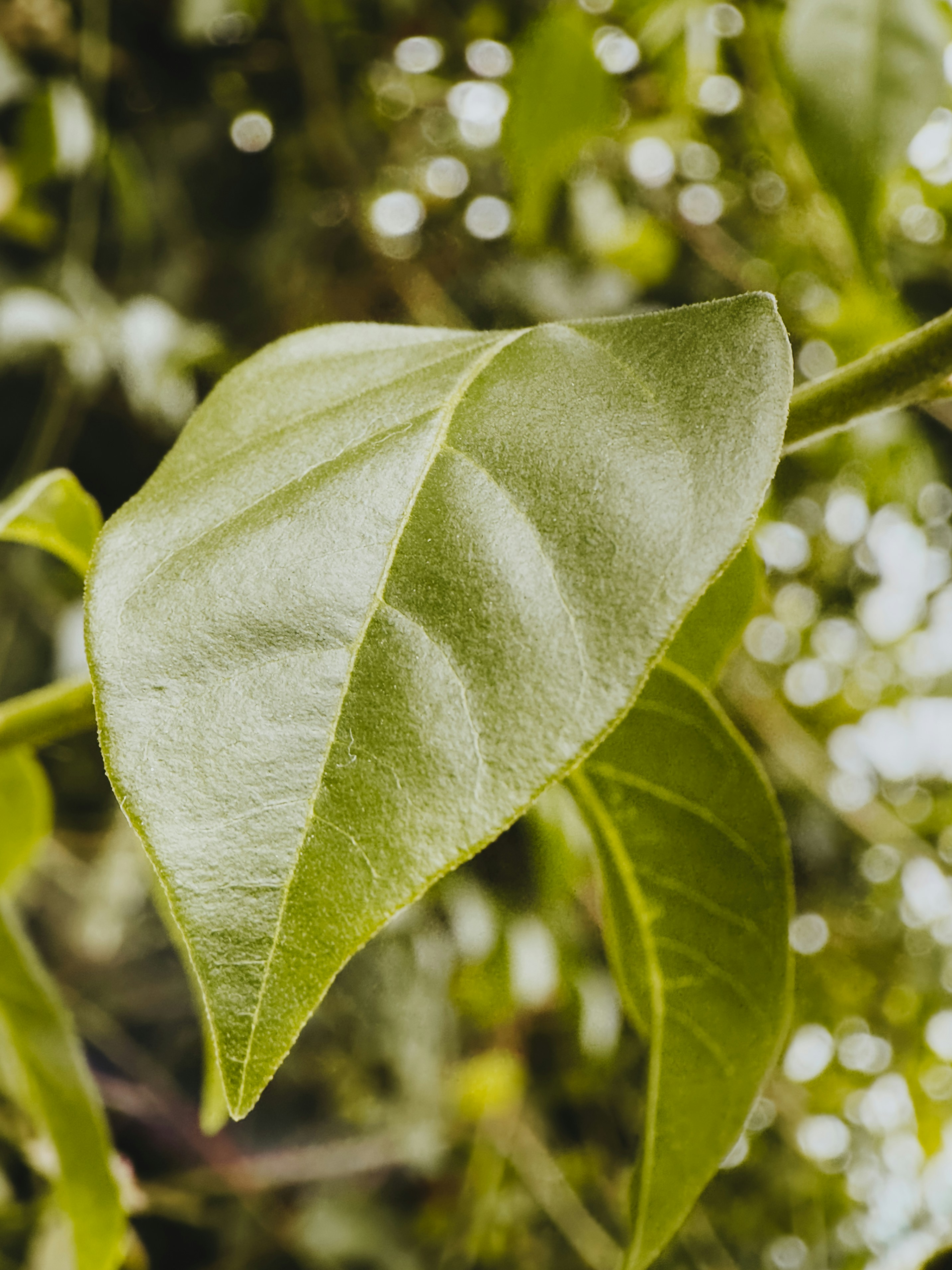 Photo by janilson_oficial