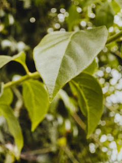 Close up of green leaves with bokeh background