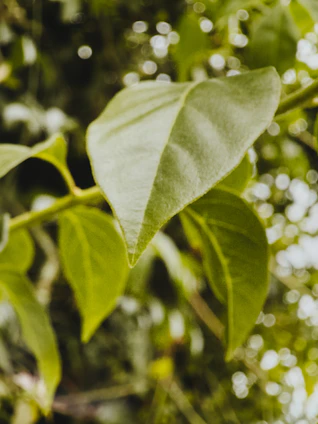 Close up of green leaves with bokeh background