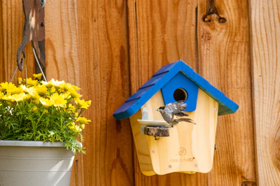 A bluebird lands on a birdhouse with yellow flowers.
