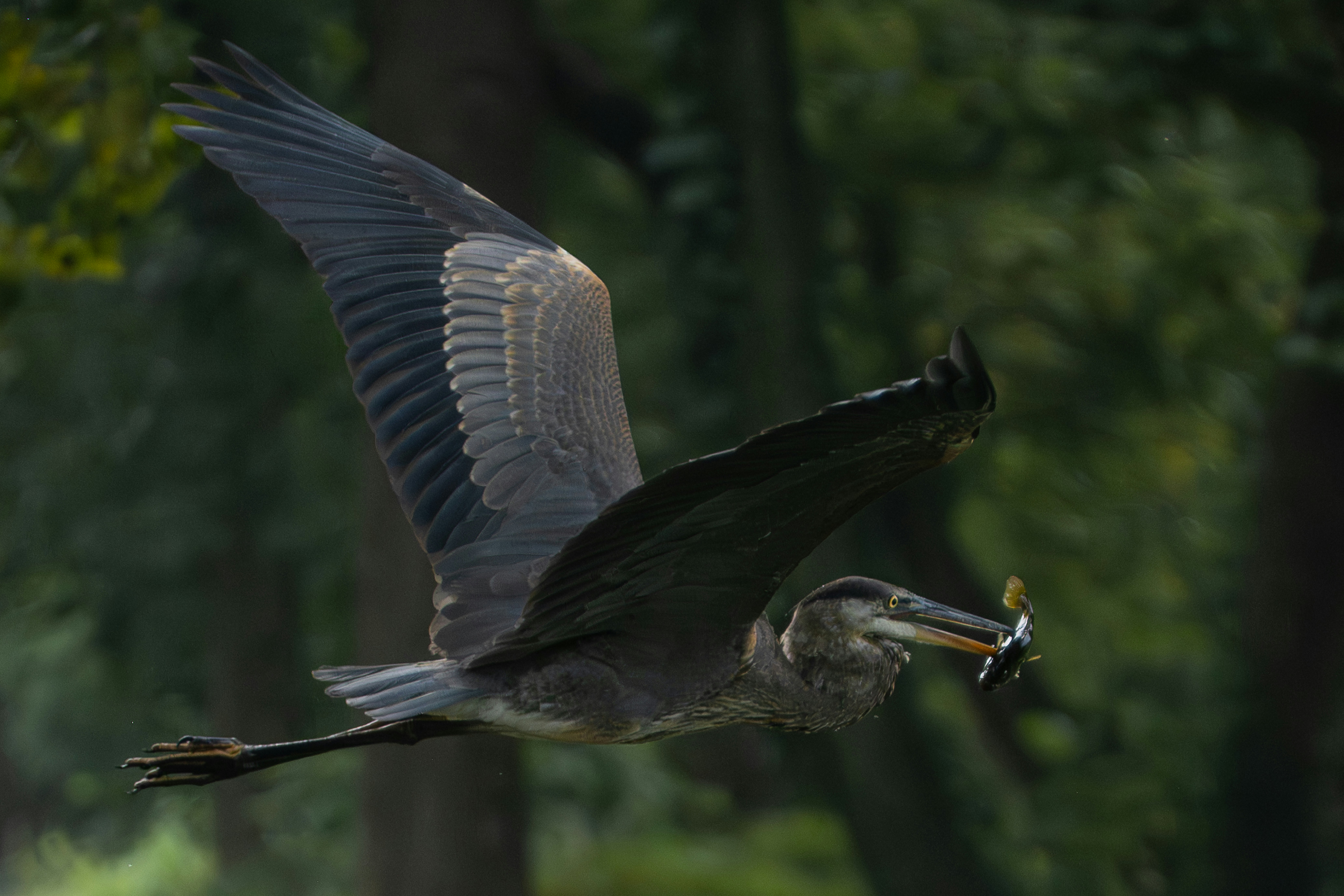 Great blue heron flying with fish in beak