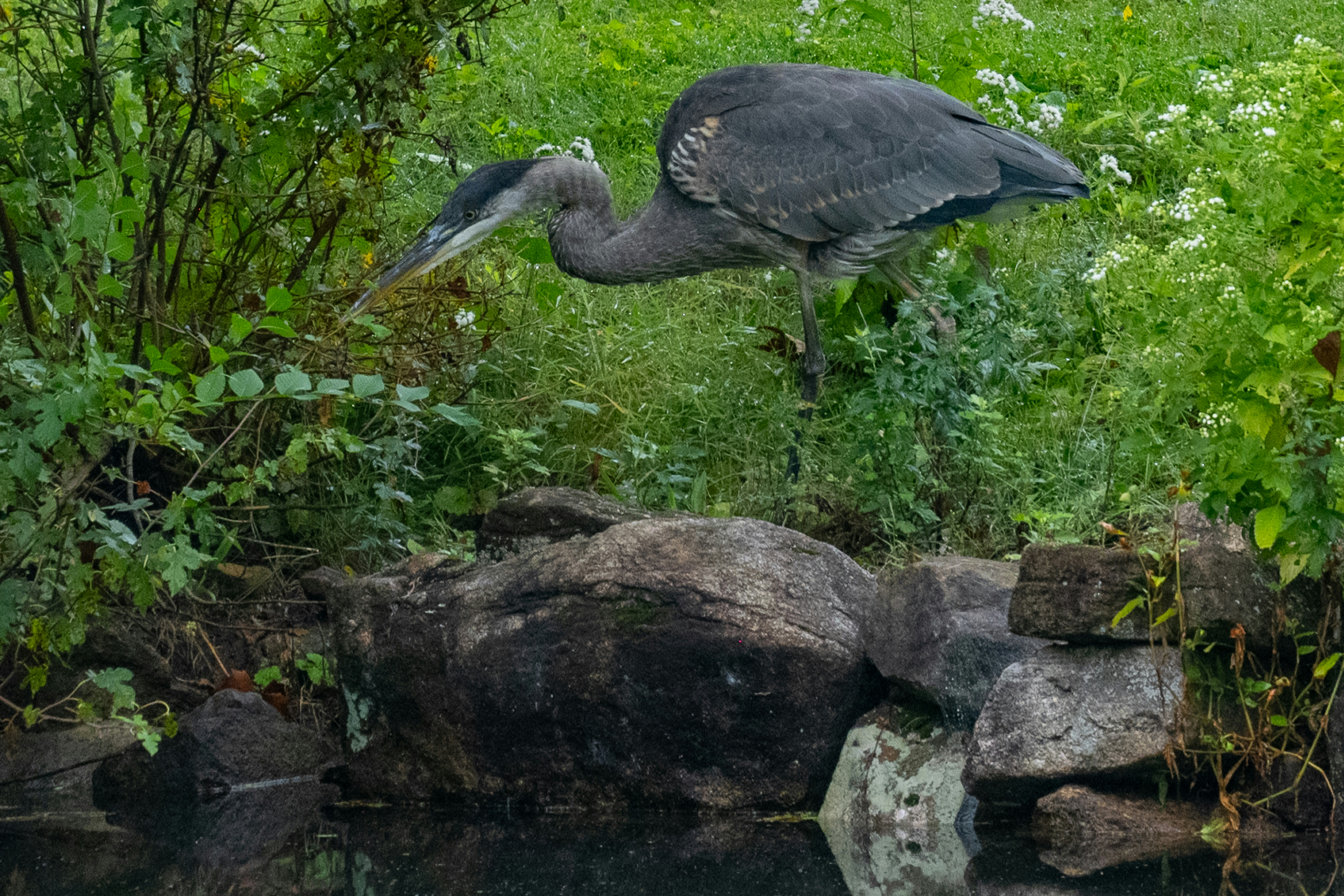 A heron catches a fish by the water.