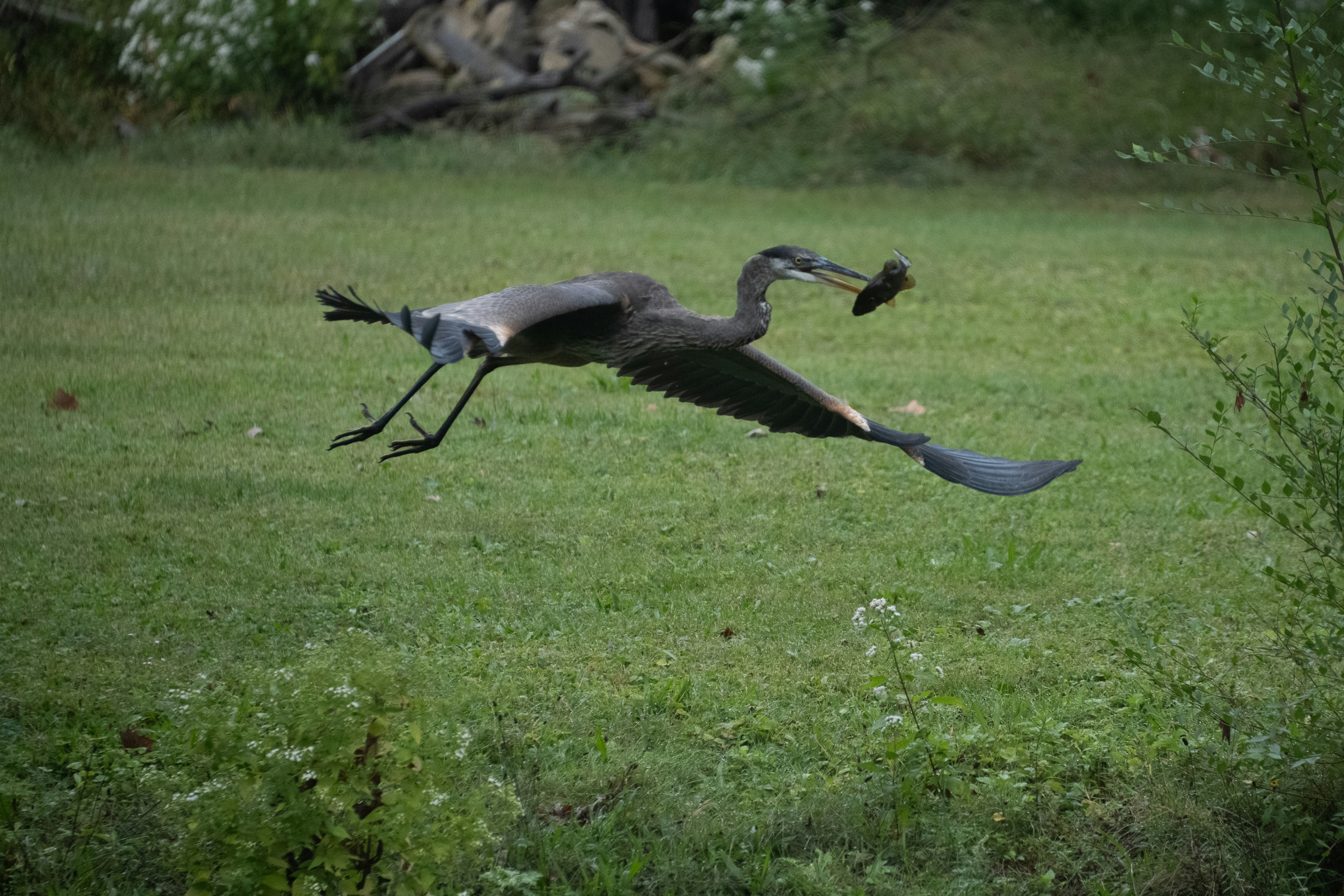 Great blue heron flying with fish in its beak