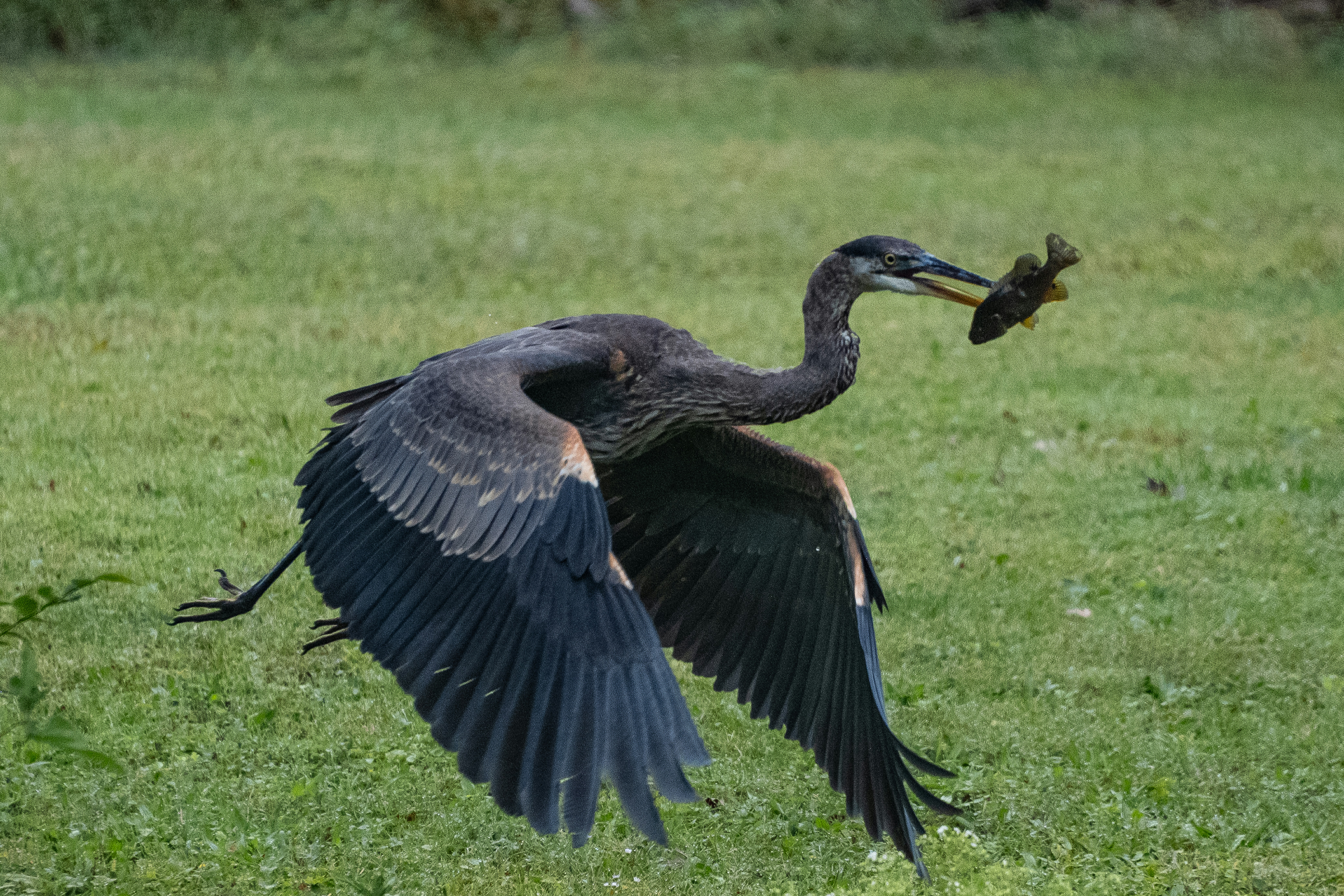 Great blue heron flying with a fish in its beak.