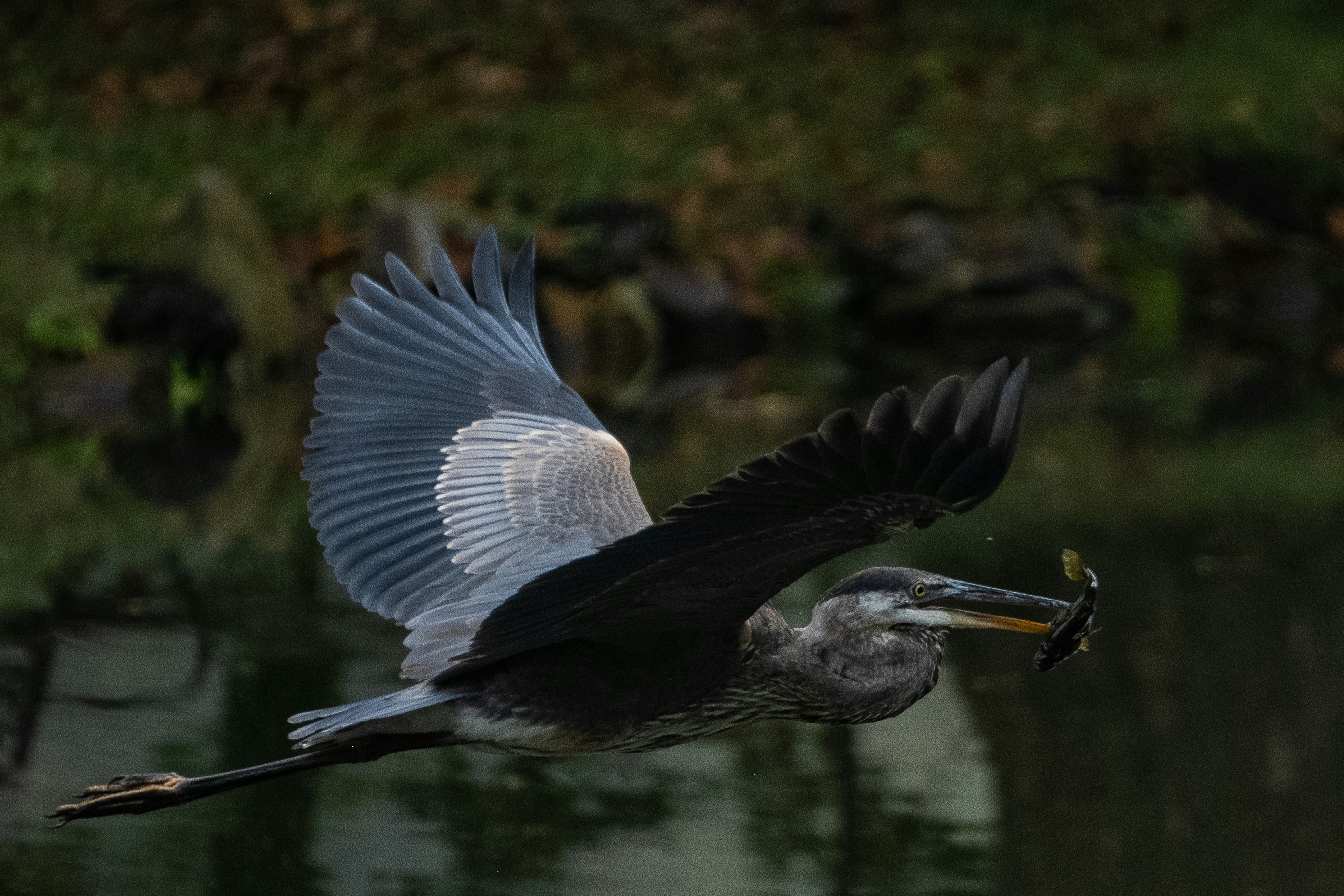 Great blue heron flying with a fish in its beak.