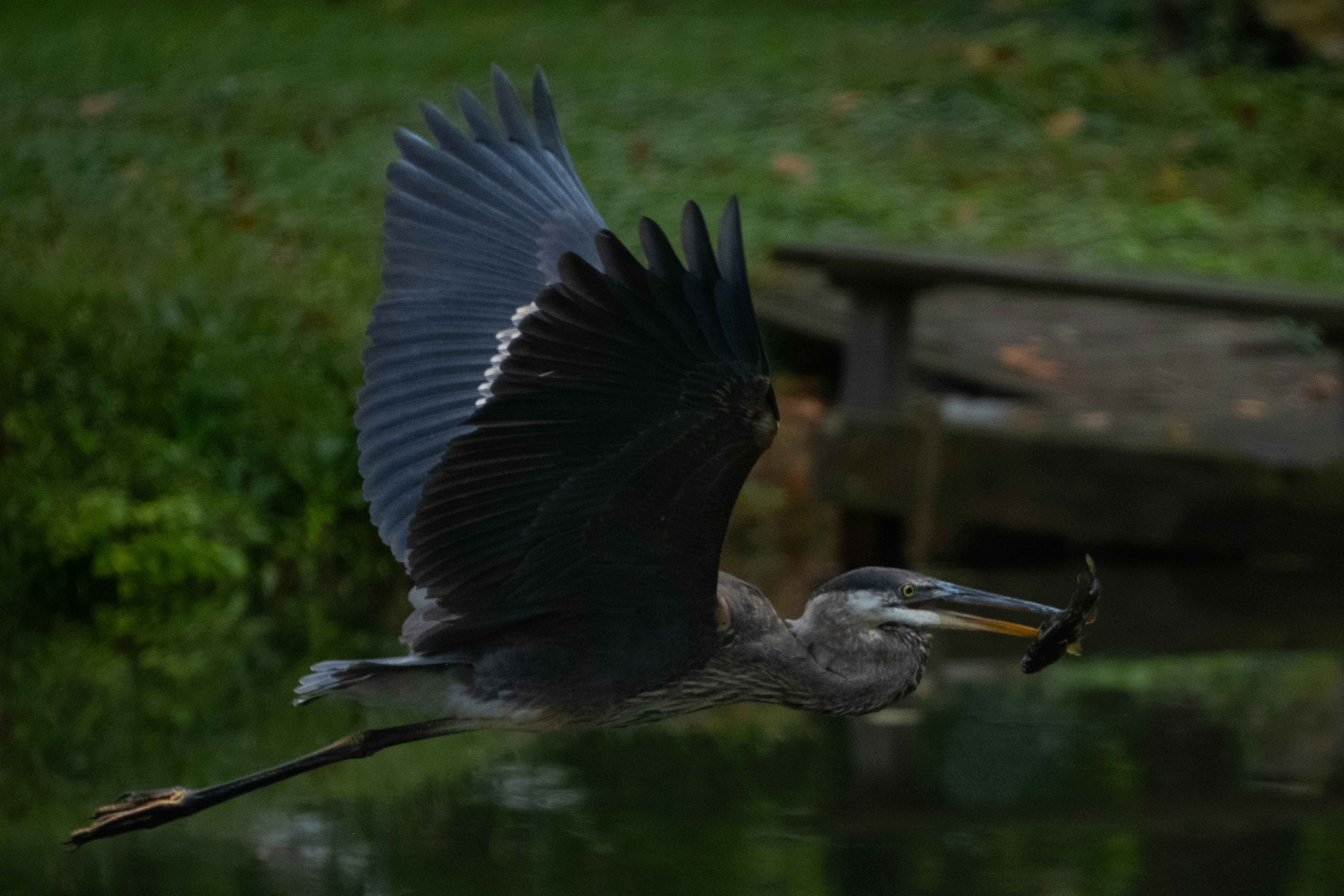 Great blue heron flies with fish in its beak photo – Free Animal Image ...