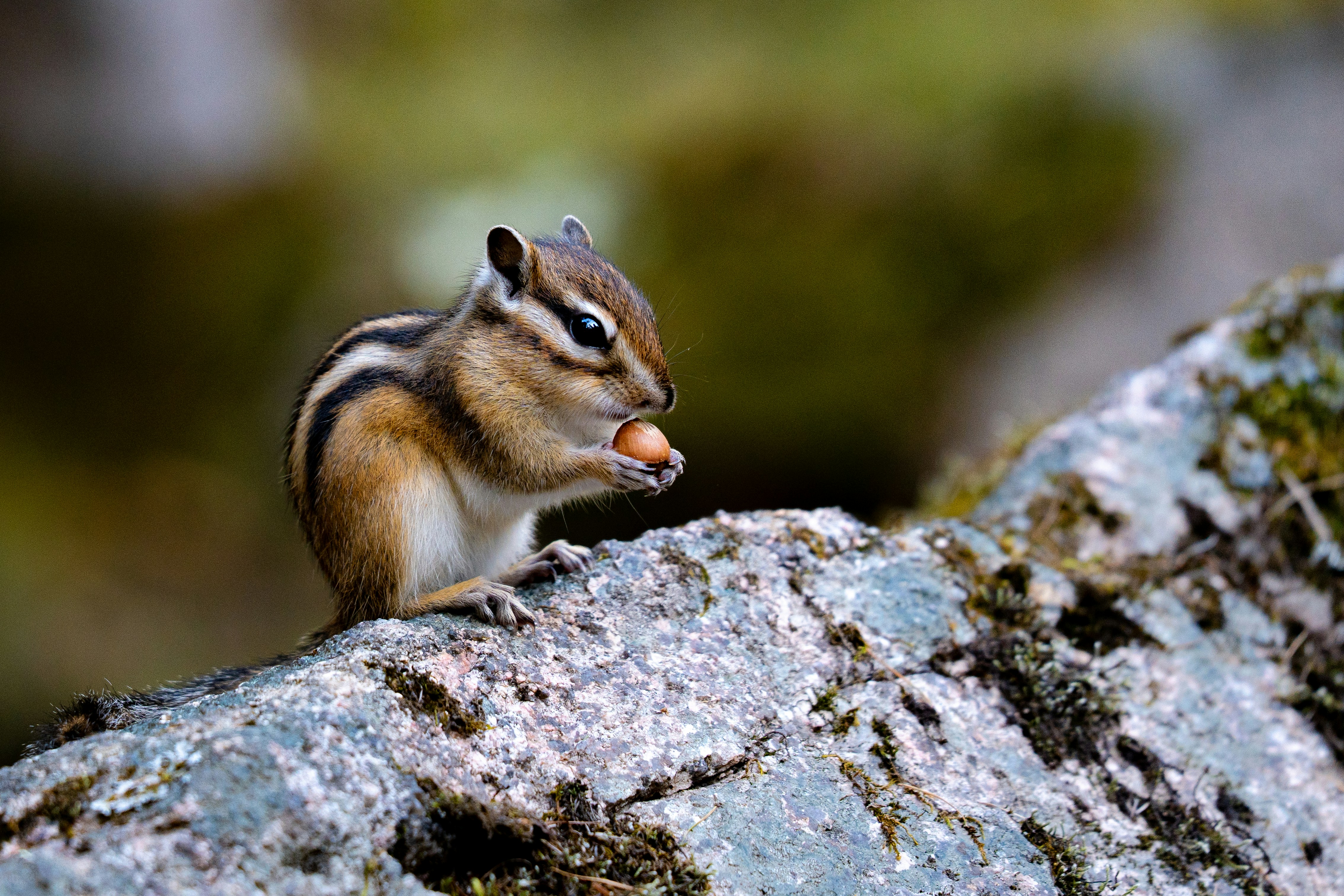A chipmunk eats a nut on a rock.