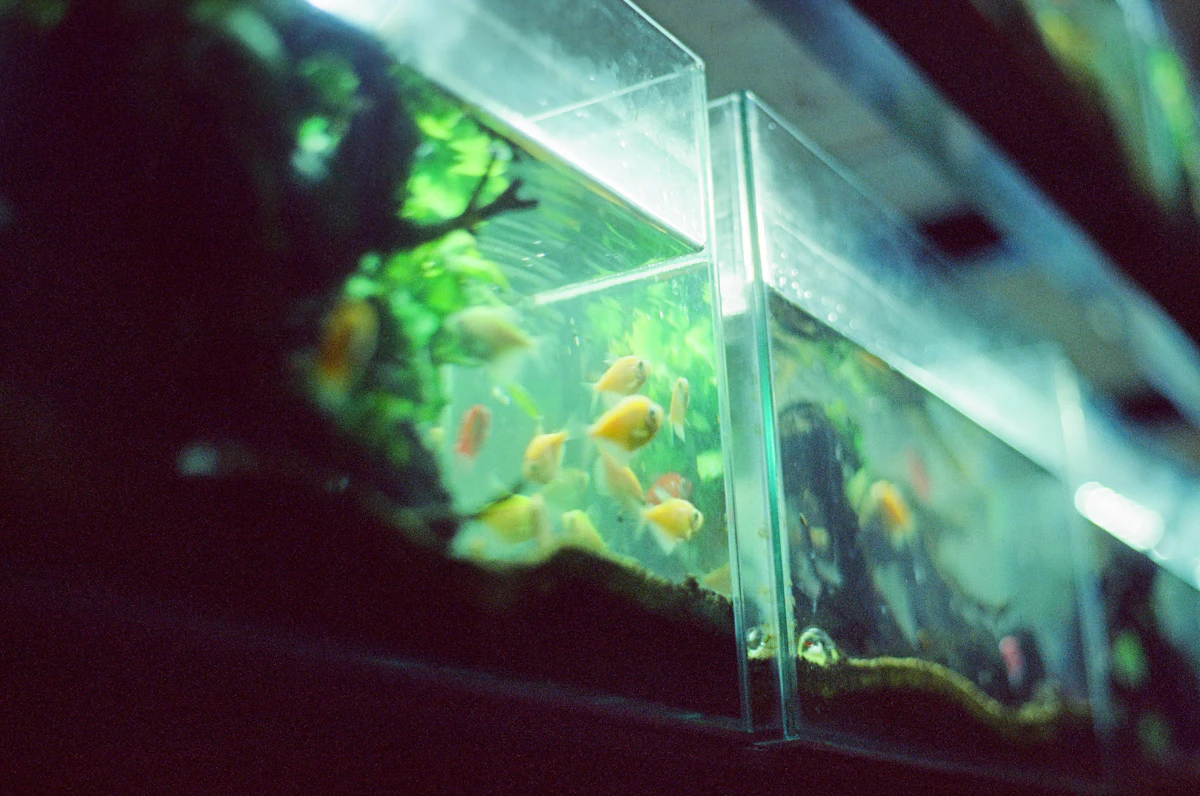 Shallow Tank ยุคใหม่: ตู้ตื้นที่ถ่ายรูปสวยและดูแลง่าย เหมาะกับคอนโดไทย