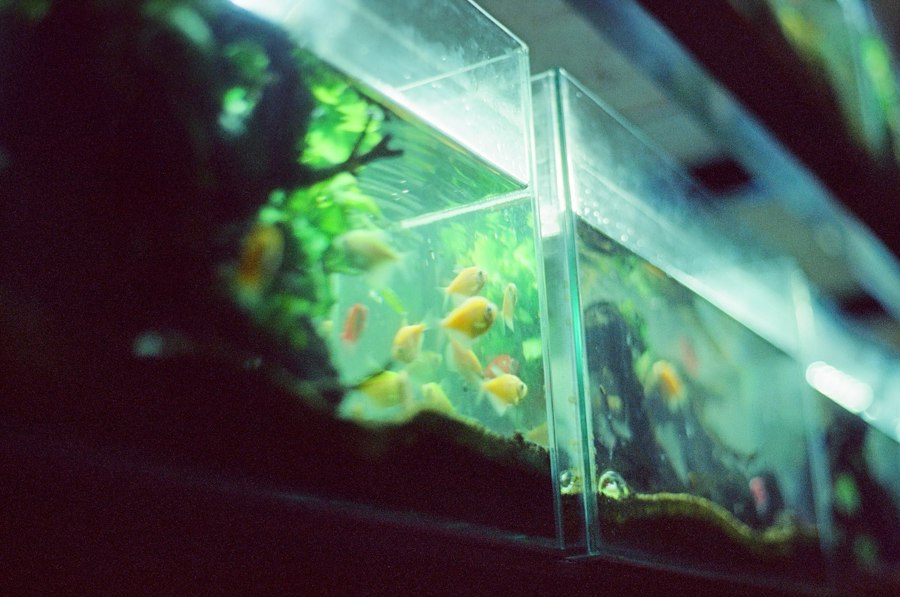 Bộ Hồ Thủy Sinh Khởi Đầu