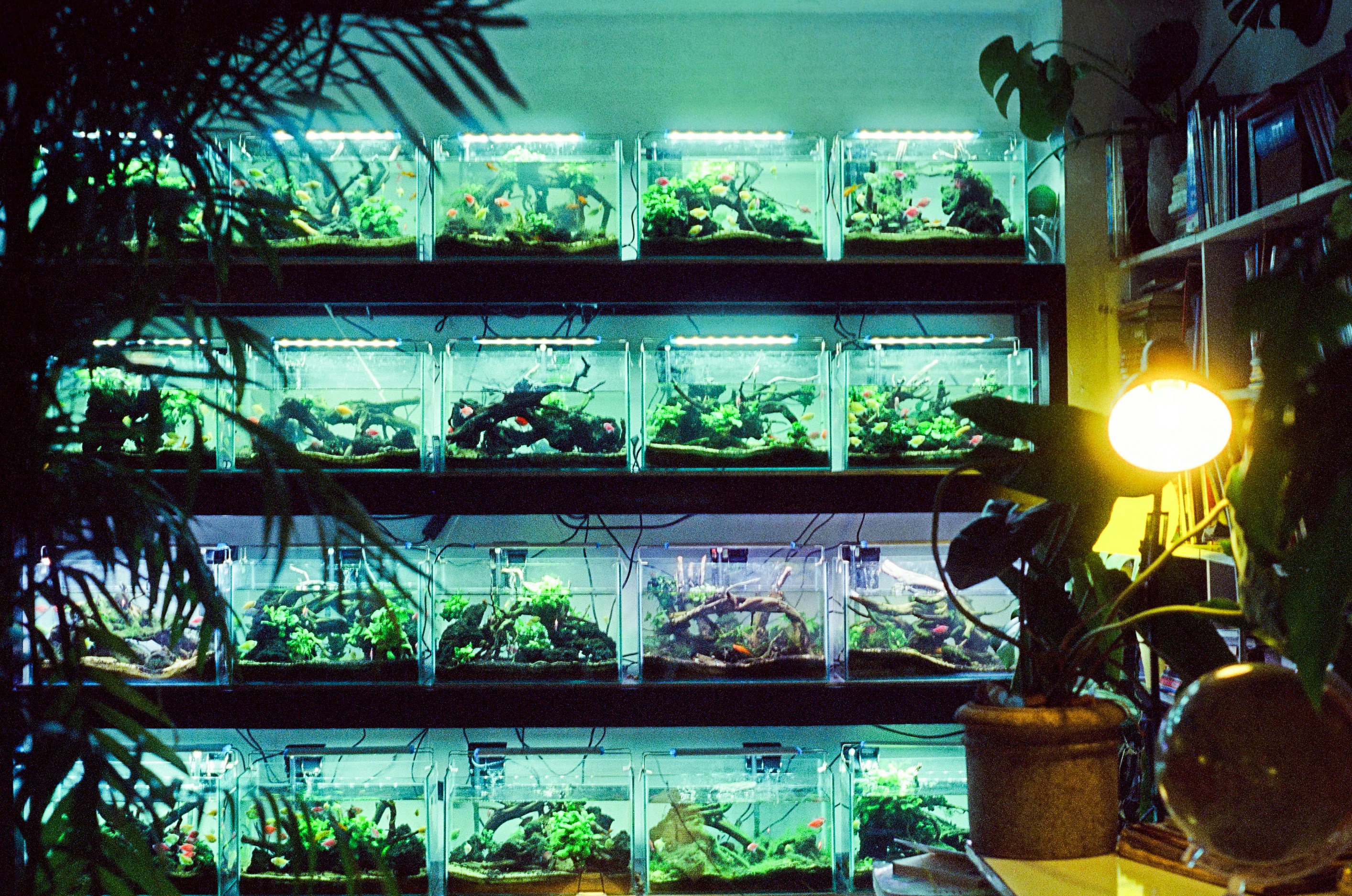 Elevate Your Aquarium with Custom LED Lighting Solutions