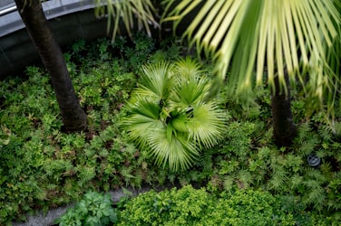 Wild tropical garden