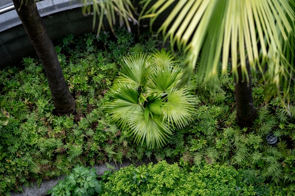Lush layered tropical planting